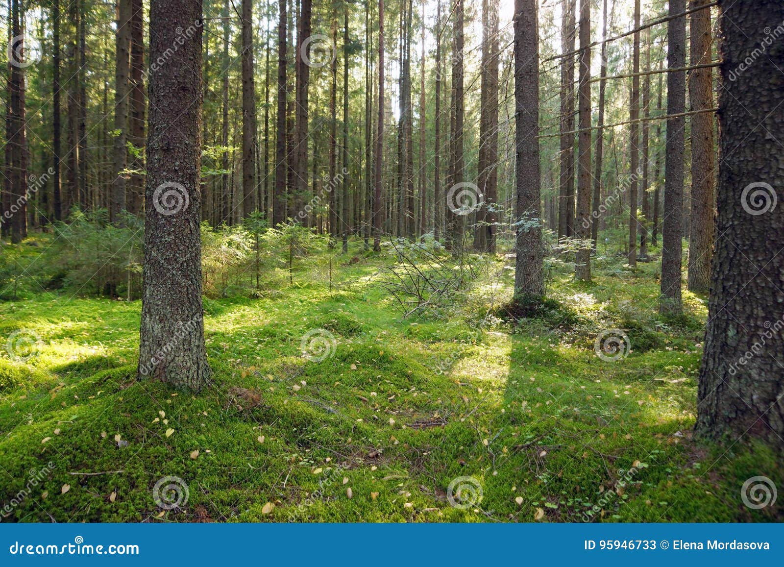 Foresta nella mattina di inizio dell'estate, muschio sulla terra, giovani alberi di Natale dell'abete