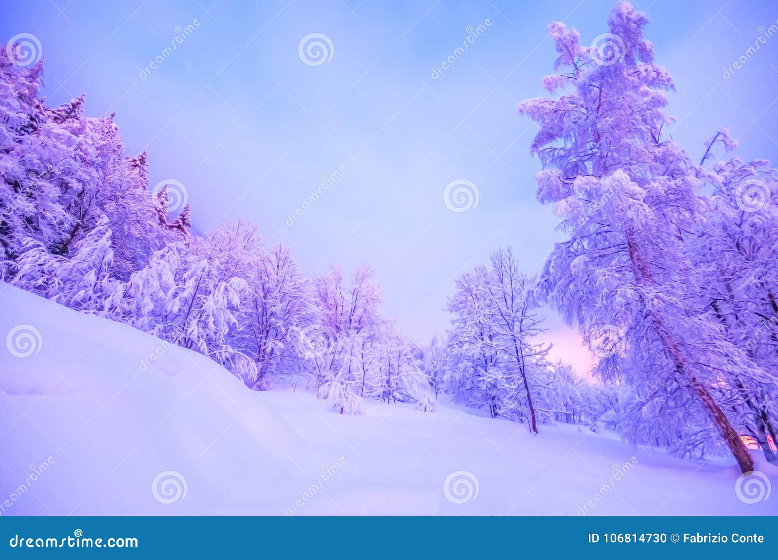 Foresta nevosa, foresta incantata, paesaggio emozionale della neve di inverno,. Foresta di Snowy, foresta incantata, paesaggio emozionale della neve di inverno, bello, foresta nell'inverno