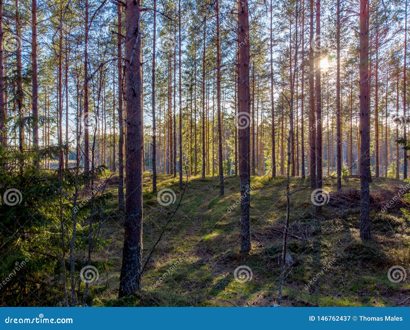 Forested Landscape stock image. Image of pine, beautiful 146762437