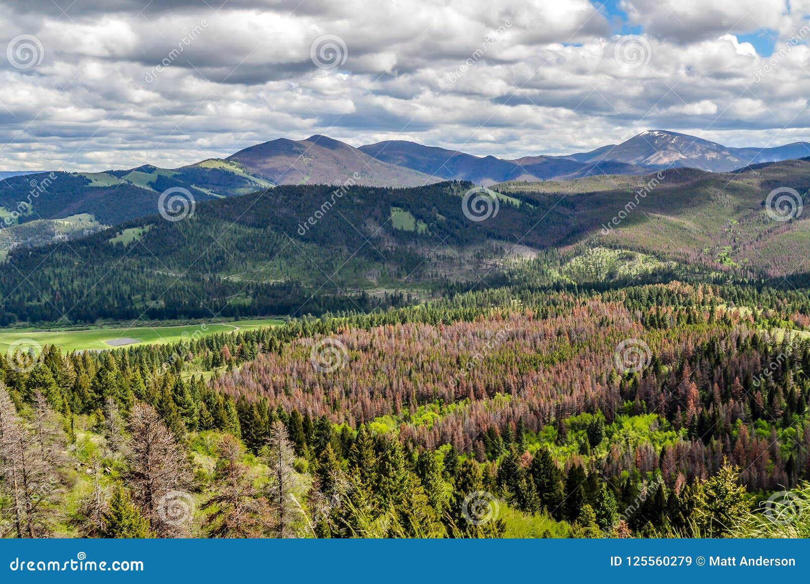 forested montana mountain scene near helena