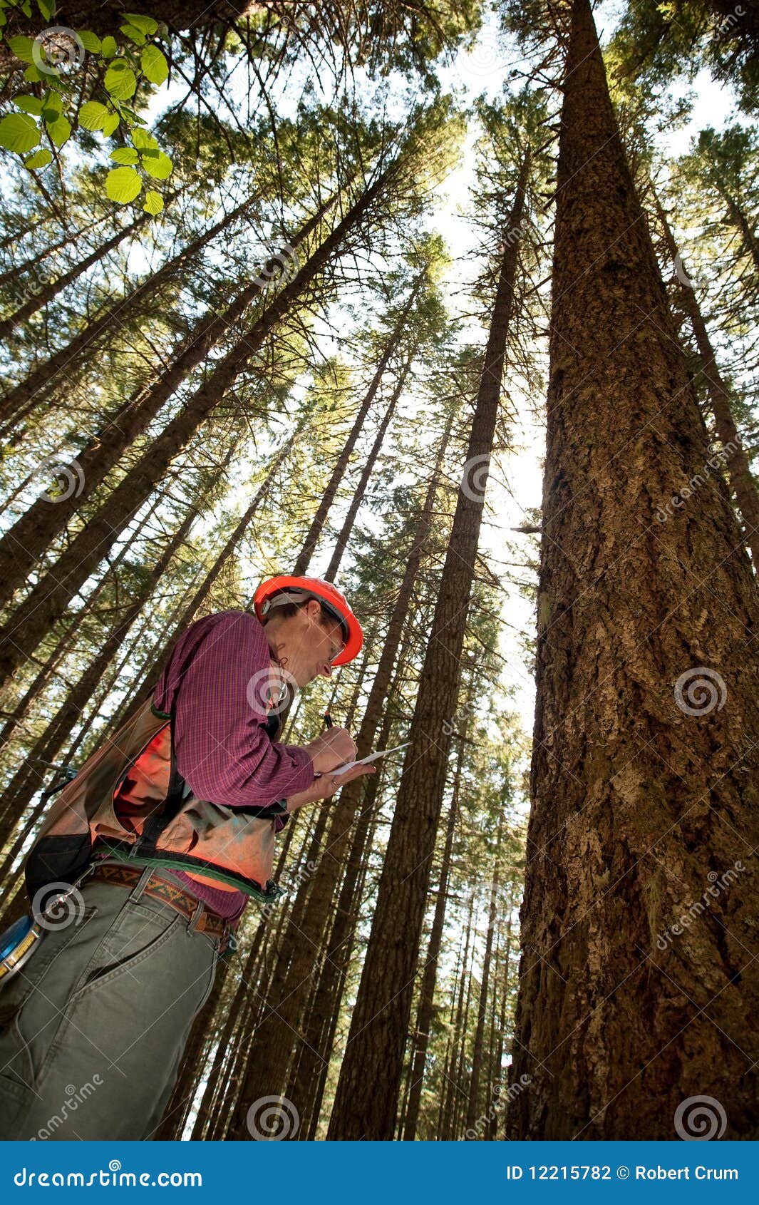 Forester in a Pacific Northwest. Forester using an auger to tell the age of a Douglas fir