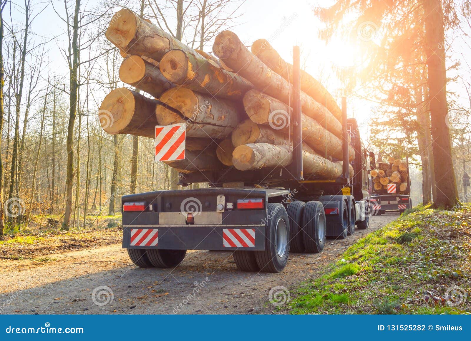 forestry activity: transport of tree trunks