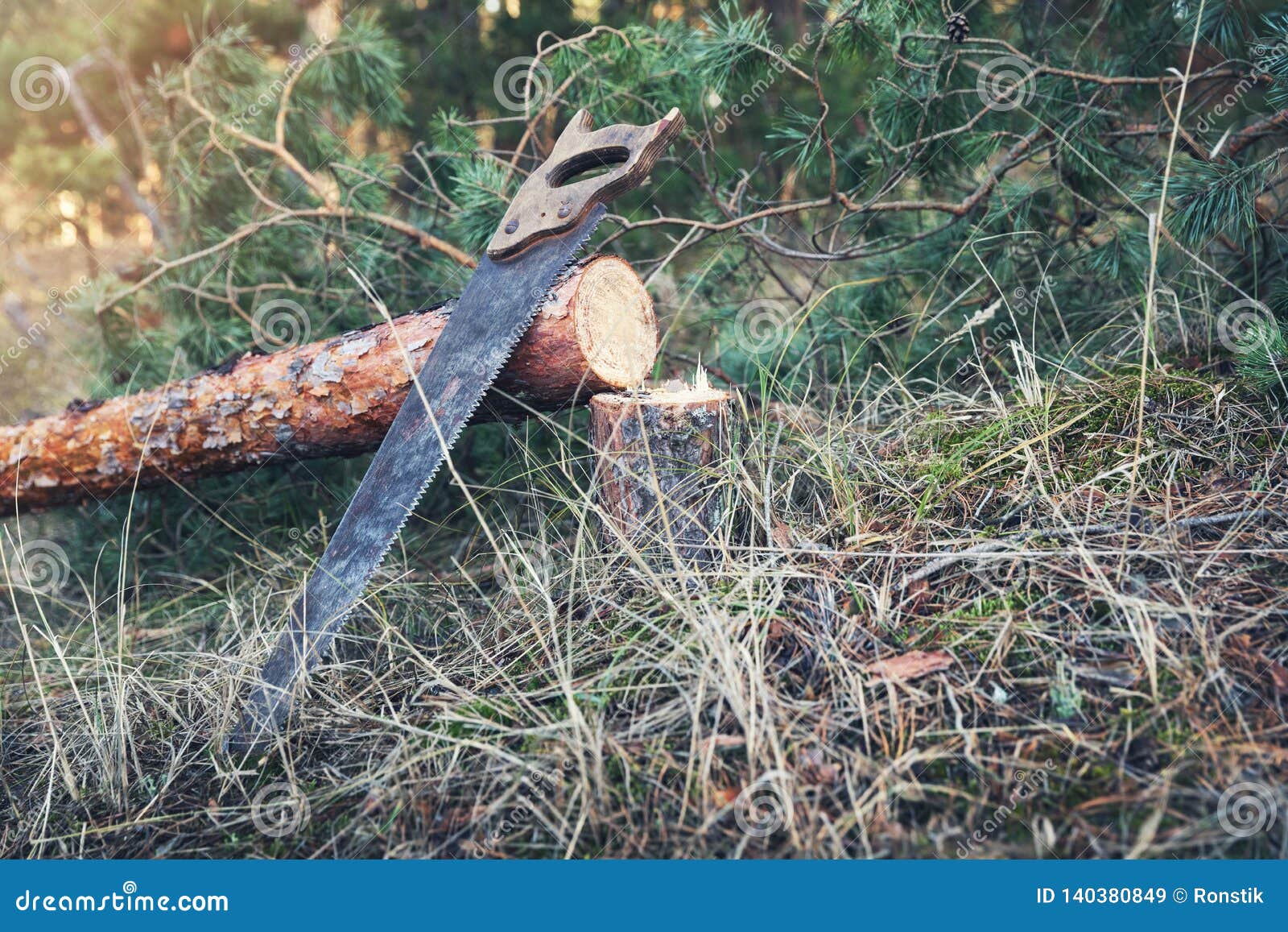 Forestry Felled Pine Tree and Hand Saw in Forest Stock Image Image
