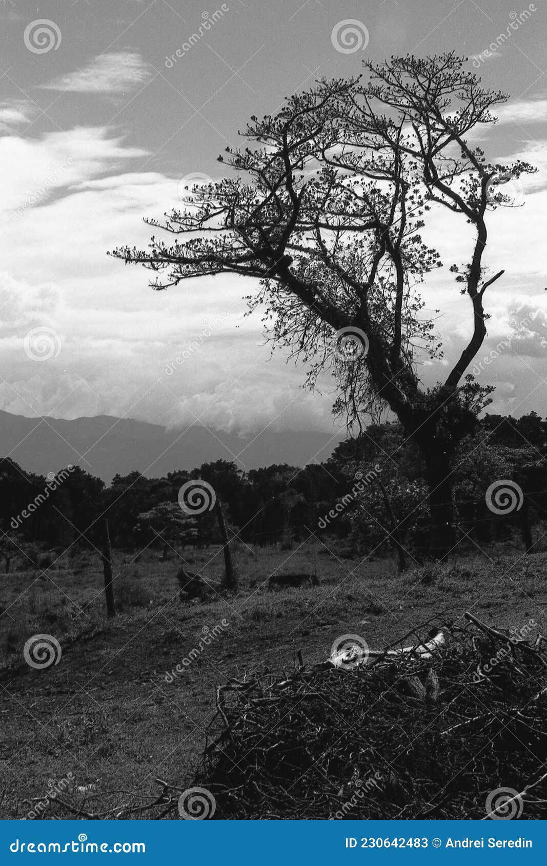 forests of costa rica in black and white film 03