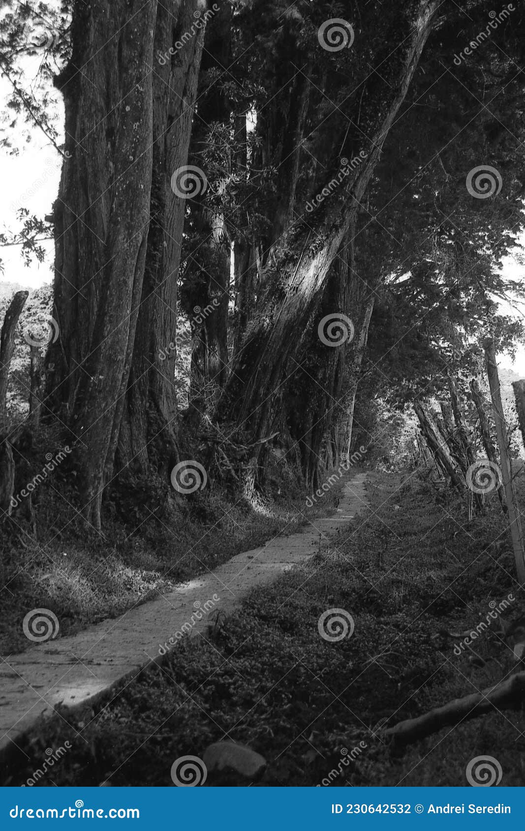 forests of costa rica in black and white film 05