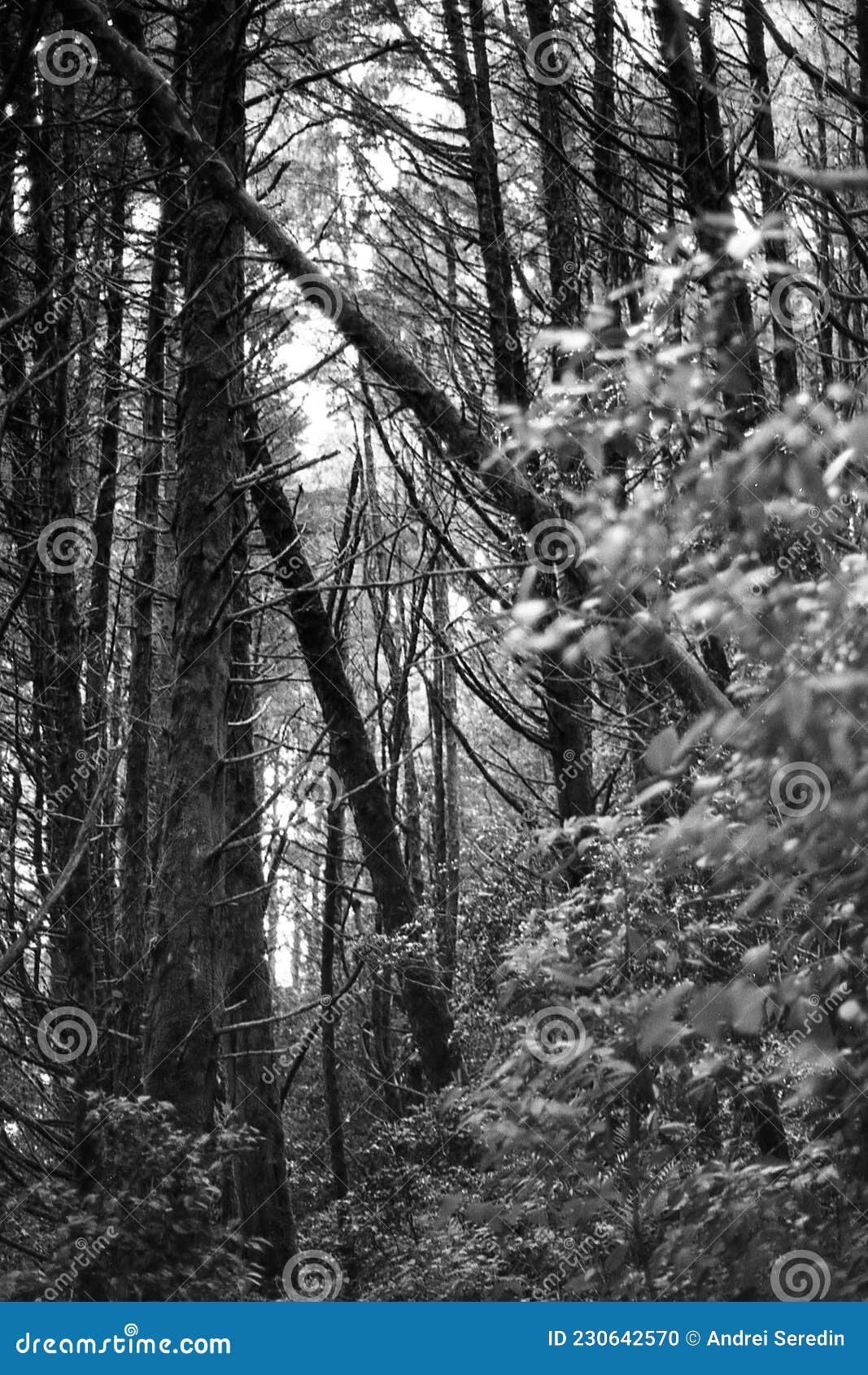 forests of costa rica in black and white film 07