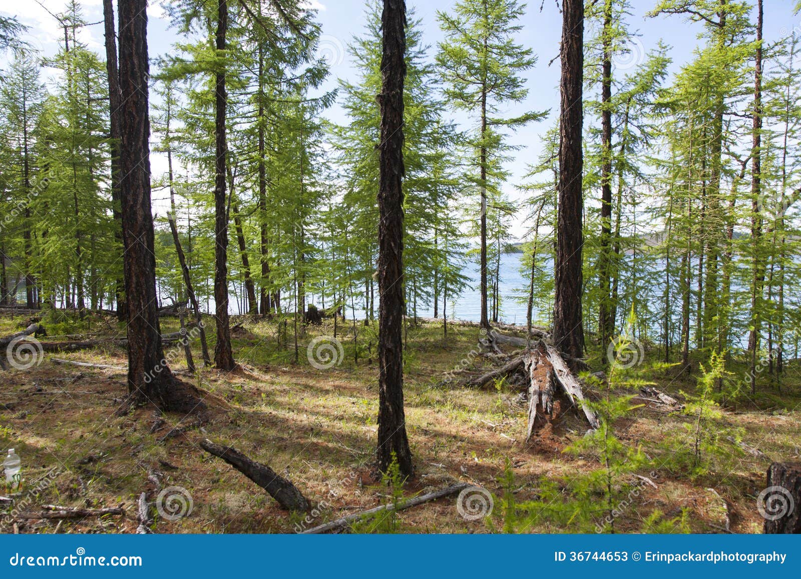 forests in front of khovsgol lake