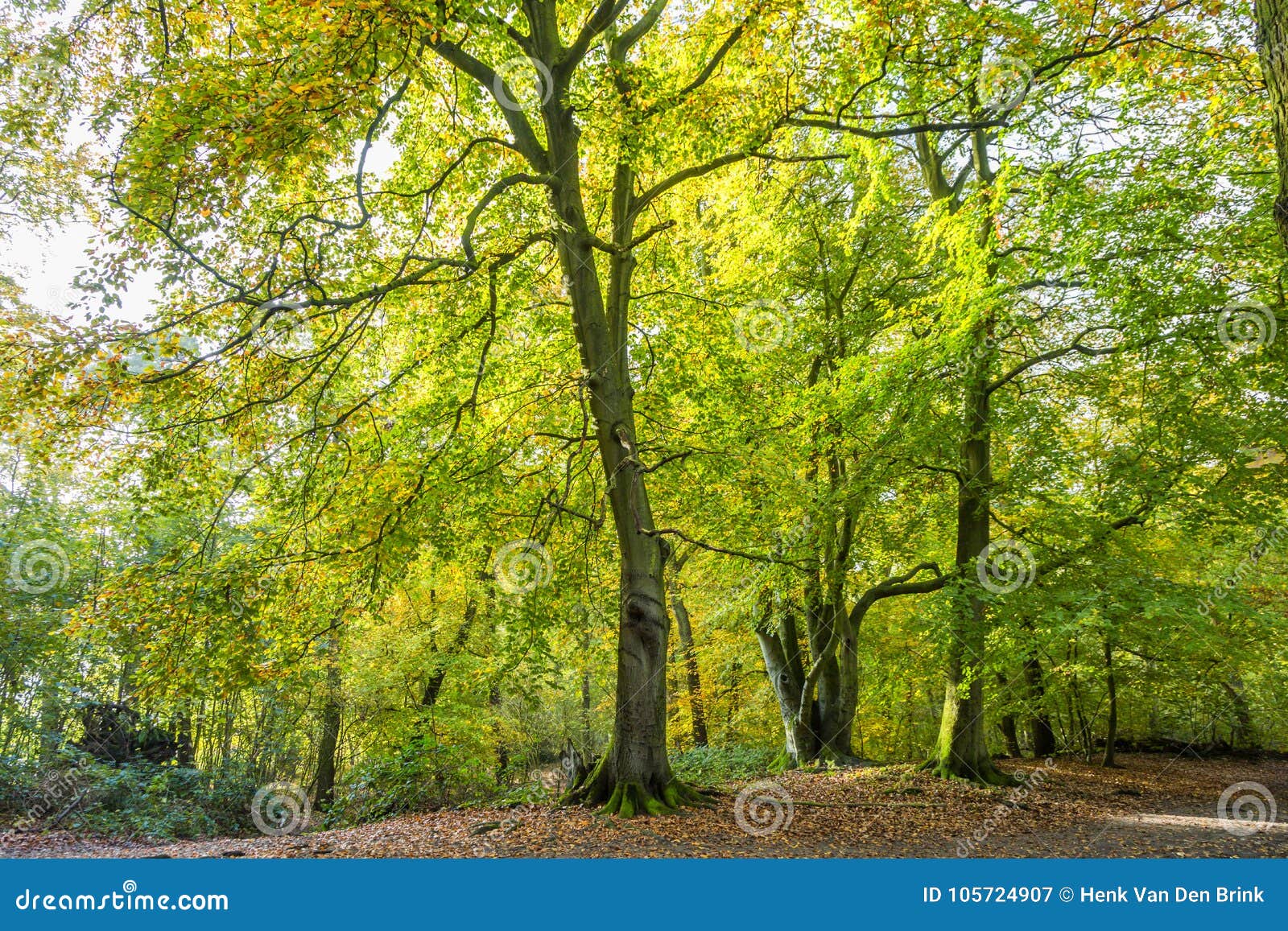 Forests With Mature Beech Trees In Old Country Estate Groenendaal Stock