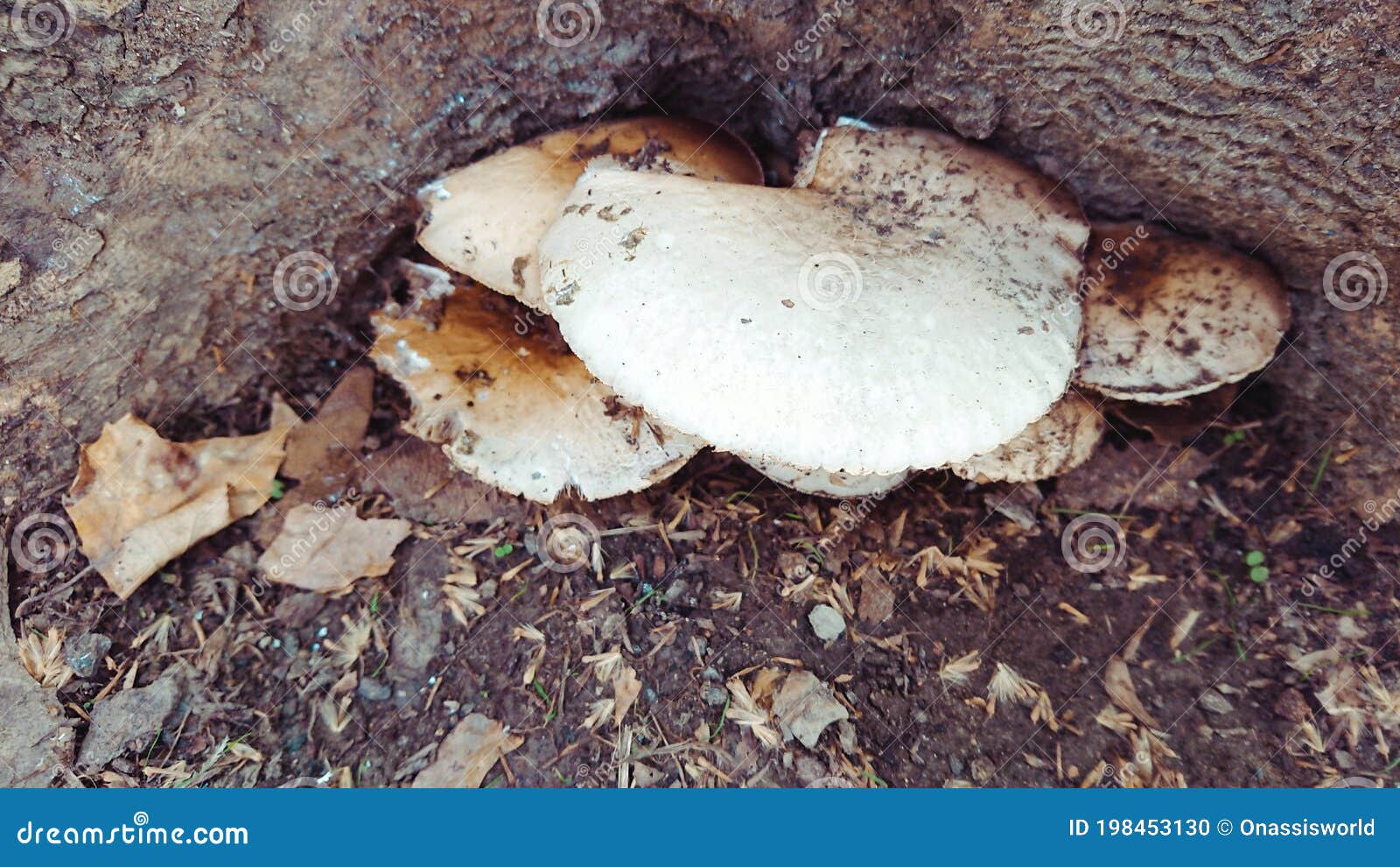 Tree Mushrooms. Silky Edible Plate Mushroom Volvariella Bombycina