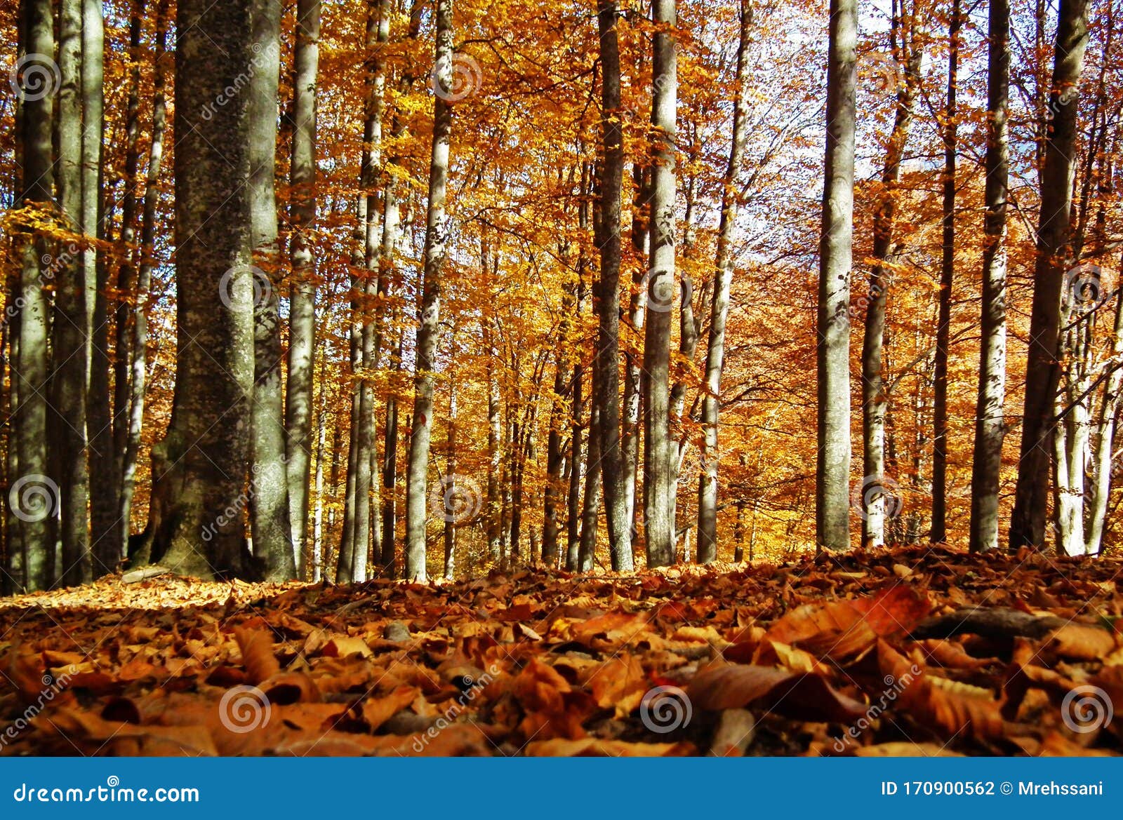 forg eye view of colorful forest in autumn