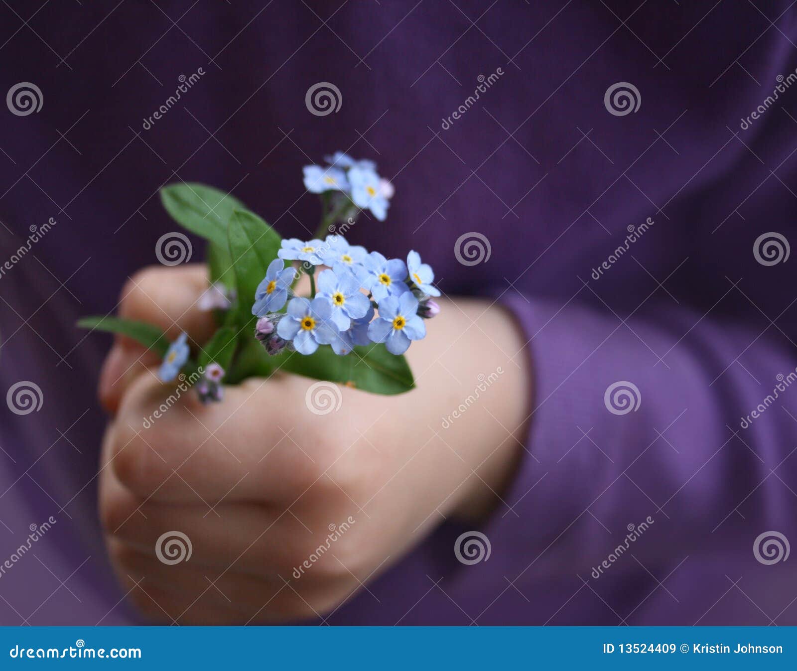 Forget Me Not Stock Image Image Of Forget Lavender