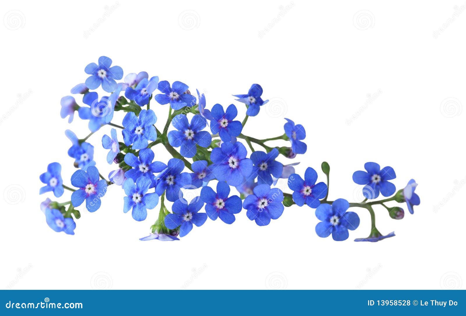 me not stock photo. Image of arrangement, gardening 13958528