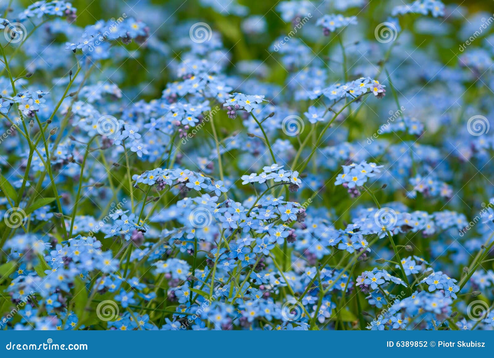 forget-me-not.