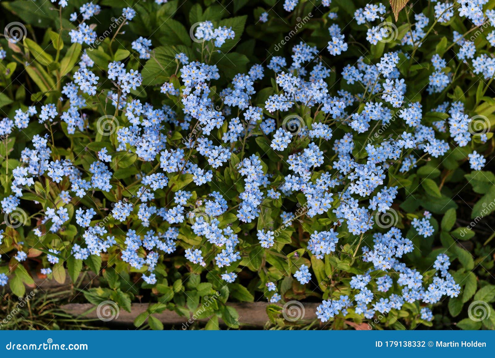 Forget Me Not Stock Photo Image Of Blue Flower Outdoors Forget Me Not Stock Photo Image Of Blue Flower Outdoors