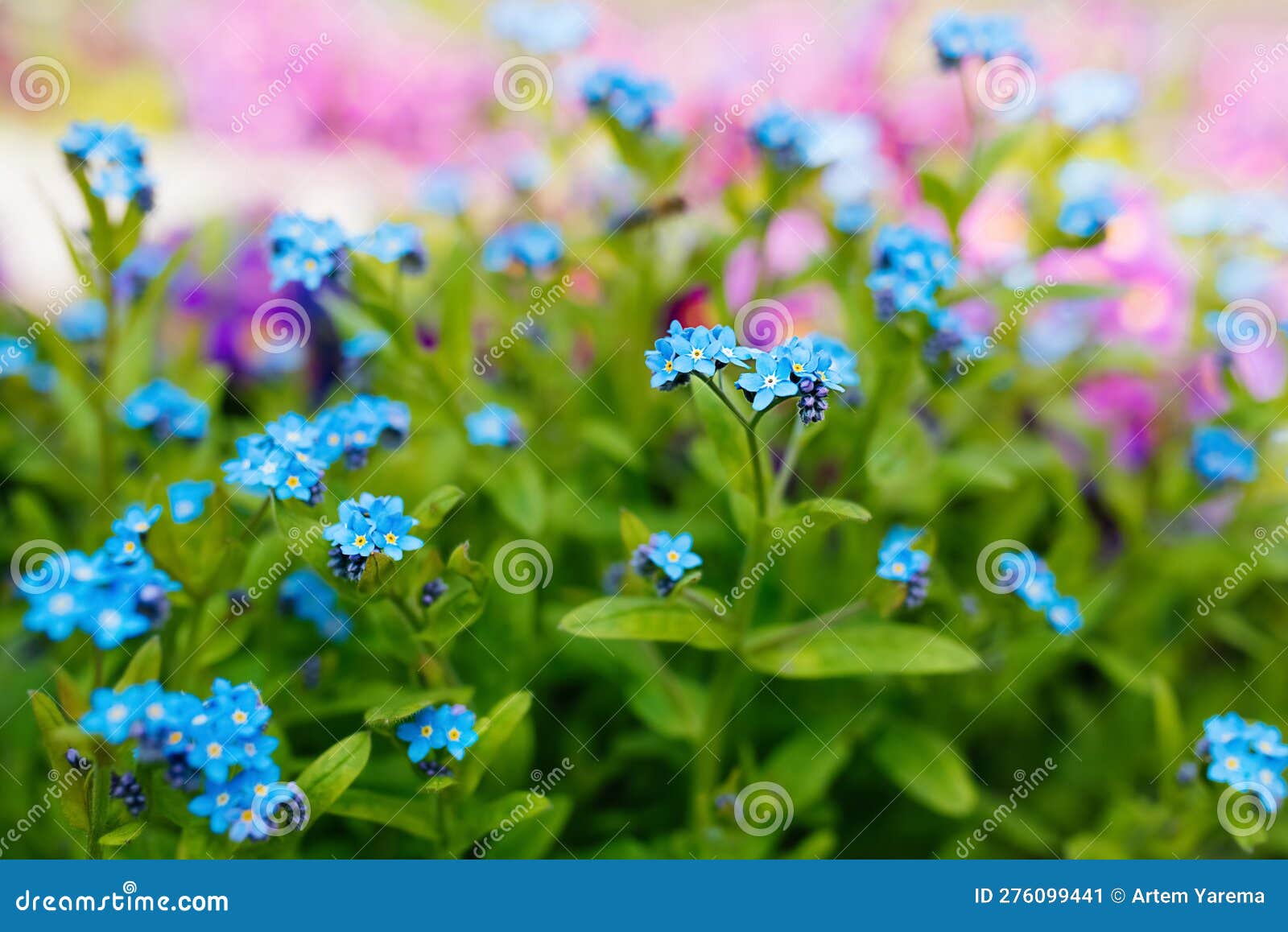 The Flower Grows in the Garden Stock Image Image of nature, background 276099441