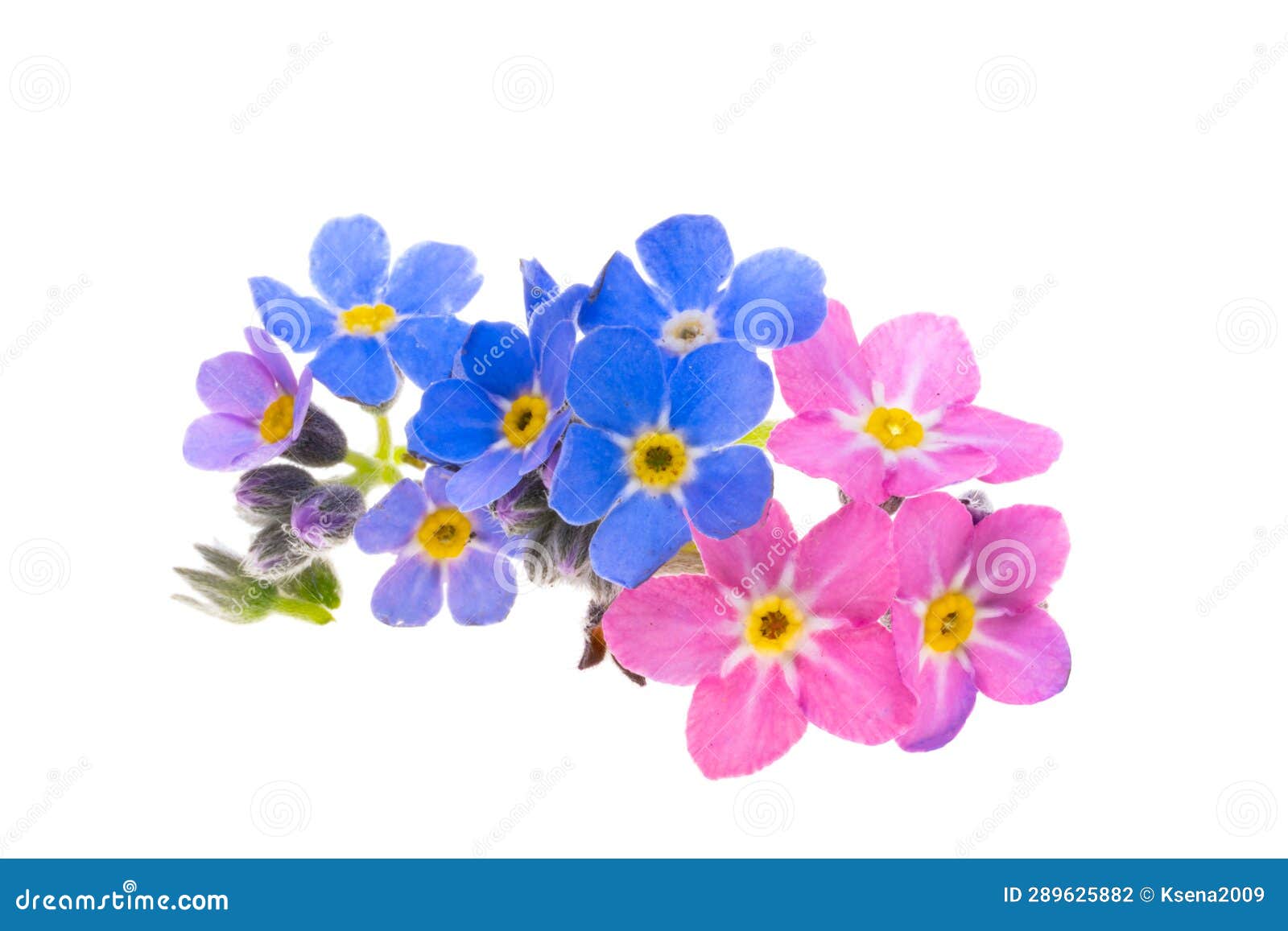 Flower Isolated Stock Photo Image of white, blue 289625882