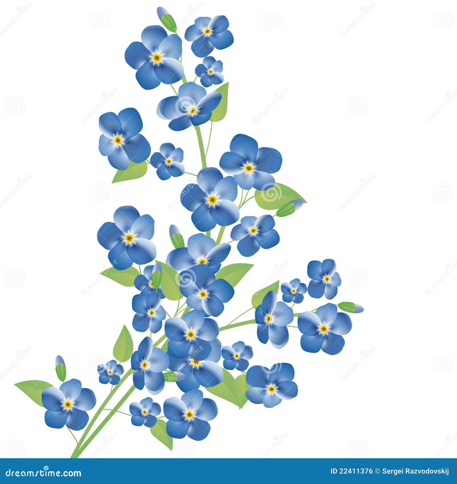 forget-me-not flowers