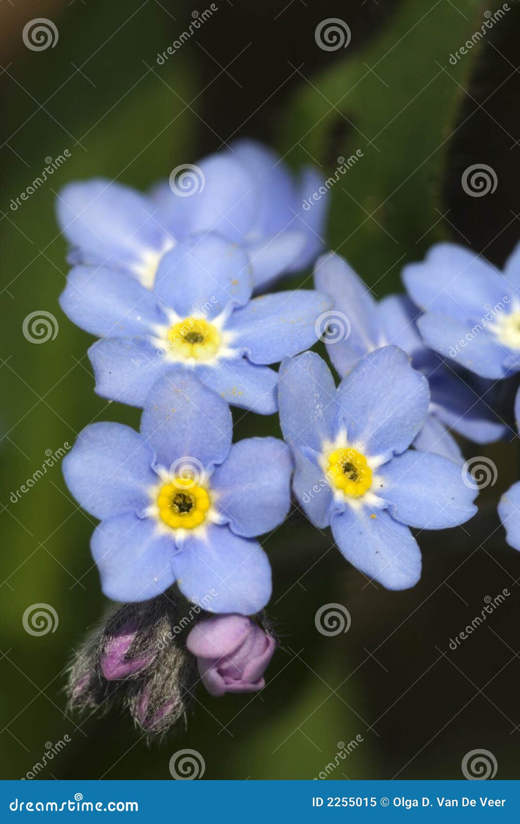 flowers stock image. Image of alaska, buds 2255015