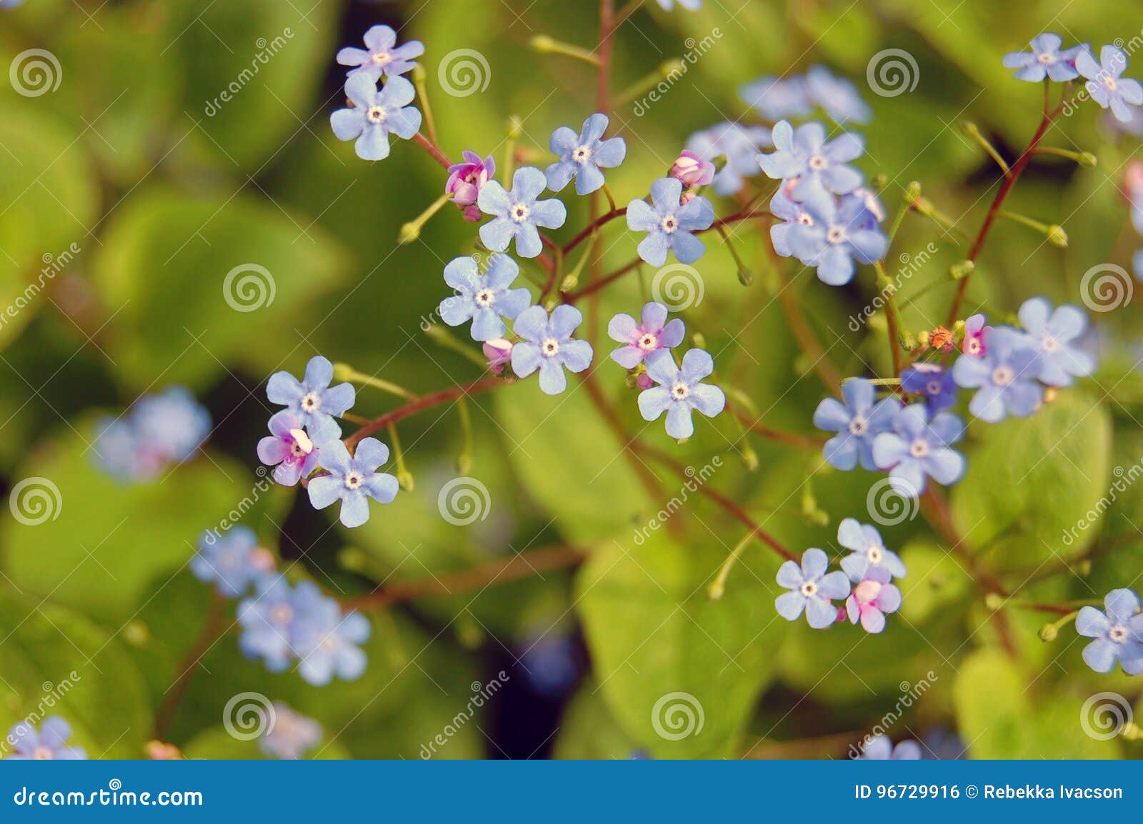 me not flowers stock photo. Image of outdoor, love 96729916