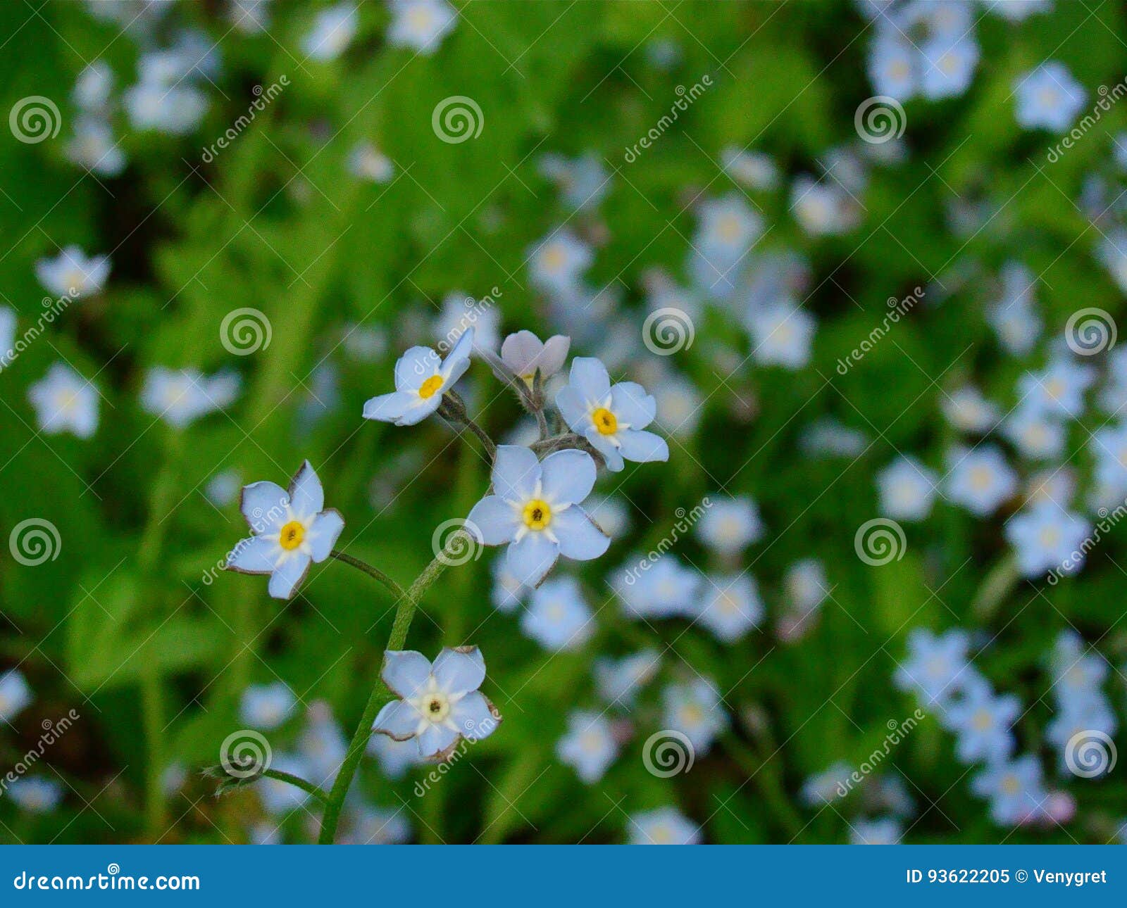 flowers stock image. Image of botanical 93622205