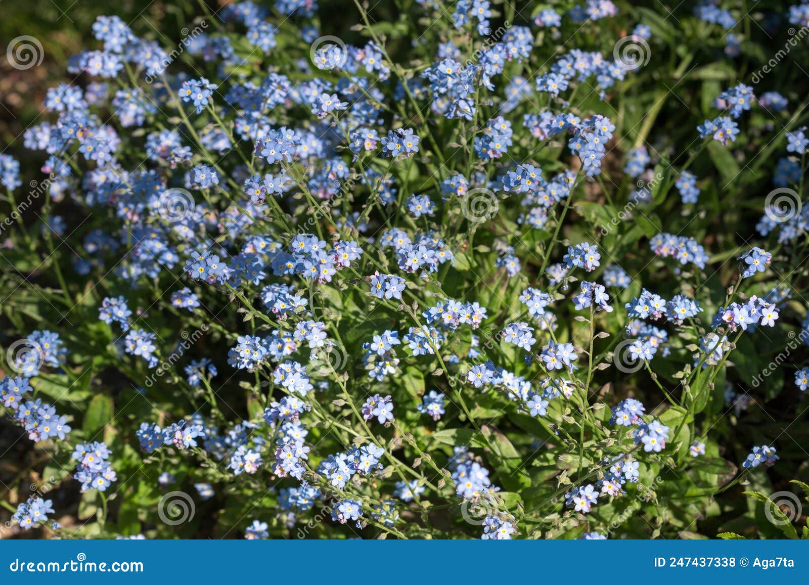 Flowers Myosotis Sylvatica Selective Focus Stock Photo