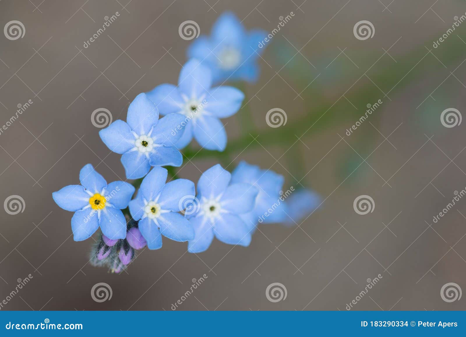 forget-me-not, myosotis, blue flowers and buds