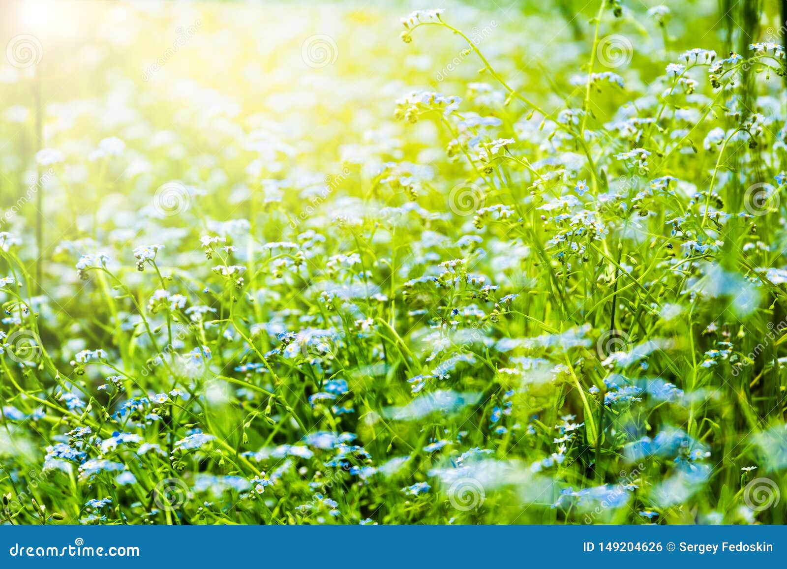 forget-me-not myosotis scorpioides. tender flowers blossoming in spring time. natural floral background