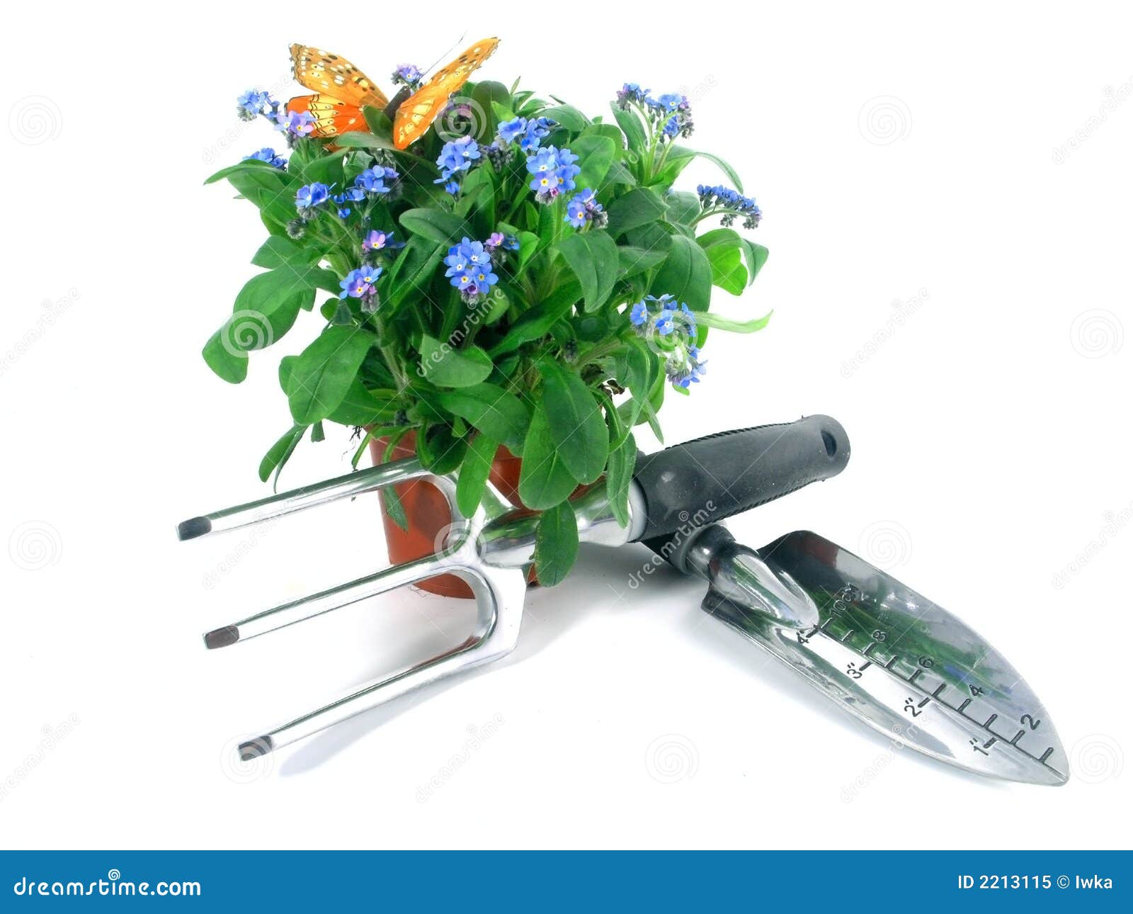 forget me not seedlings forget me not seedlings