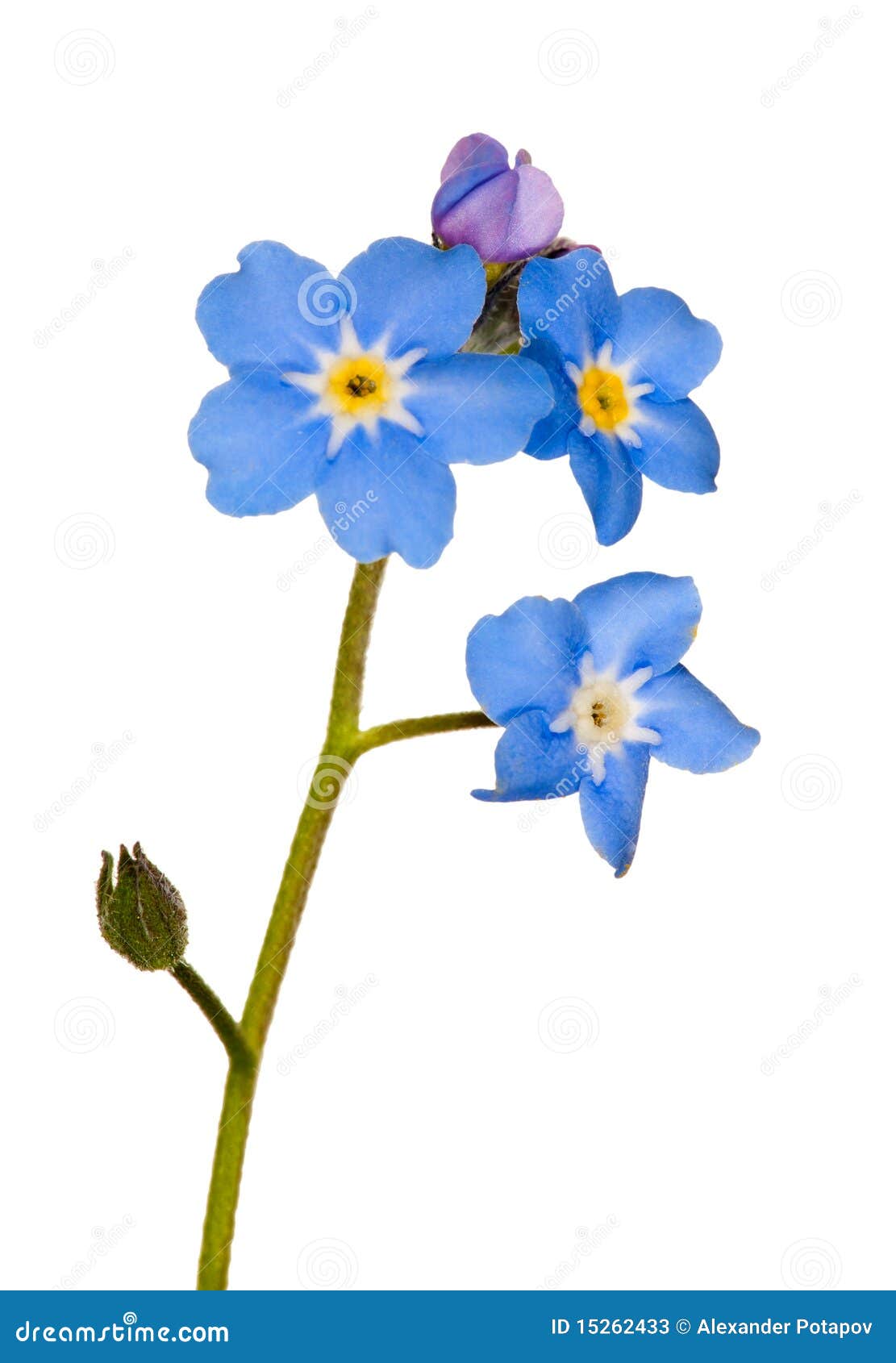 forget-me-not single flower on white