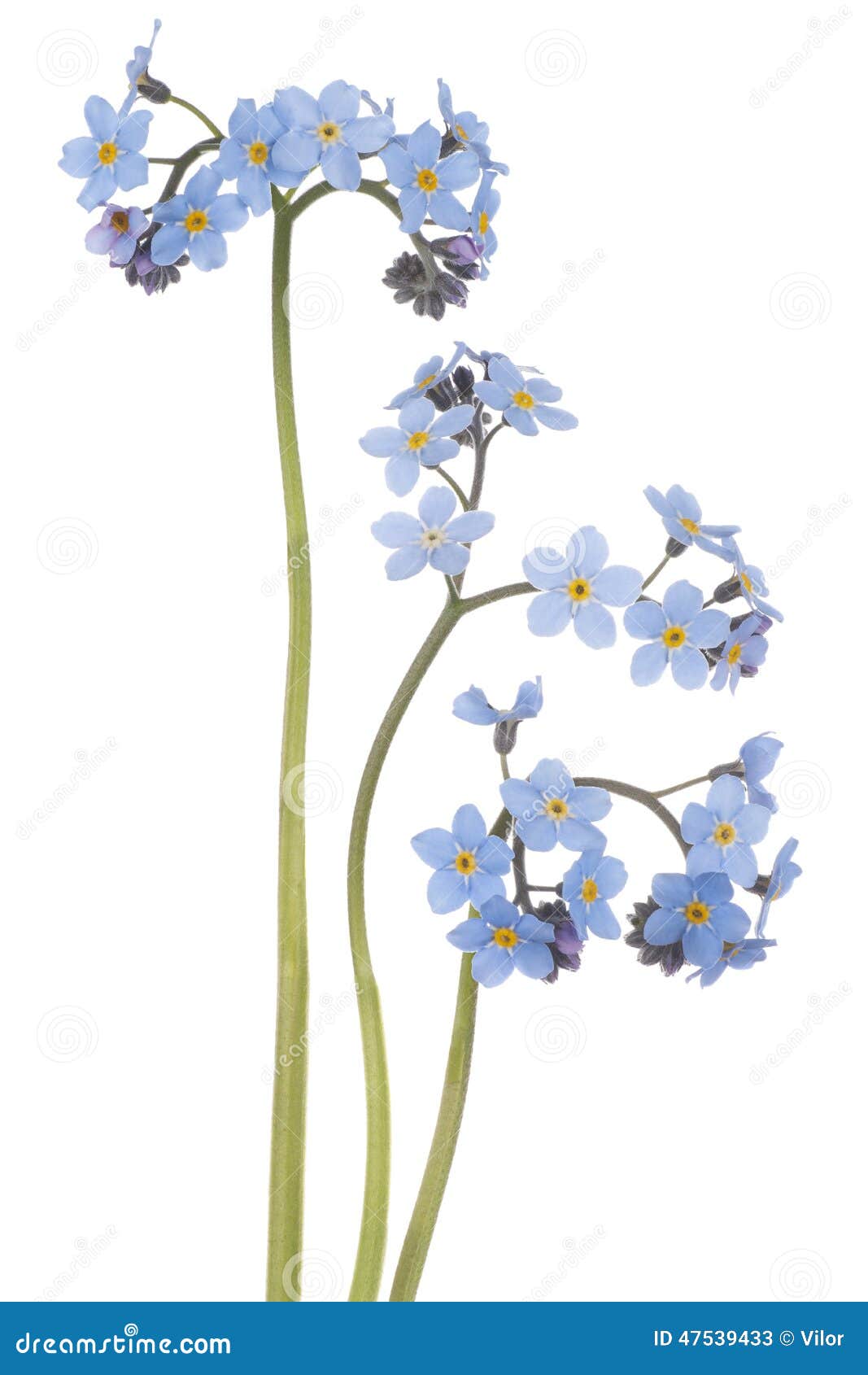 Forget me not stock illustration. Illustration of cutout - 47539433