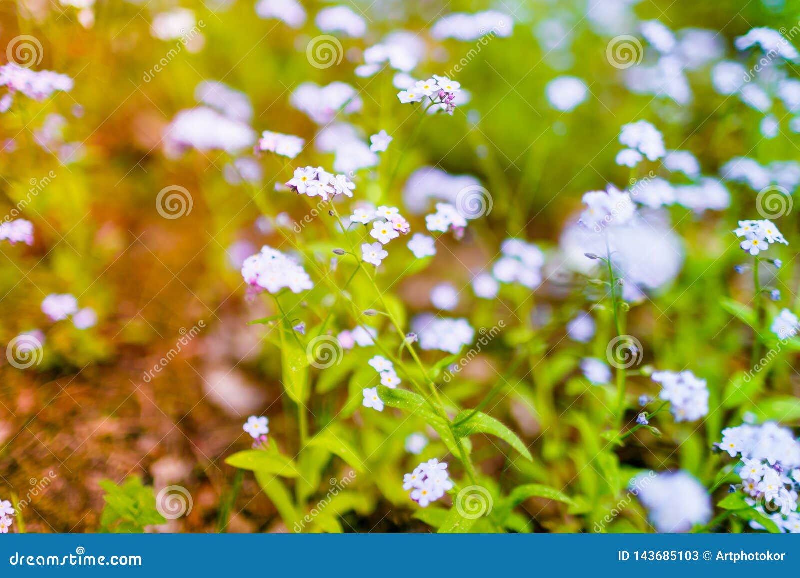 Me Nots in Bloom Selective Focus. Allergy Concept Stock Image