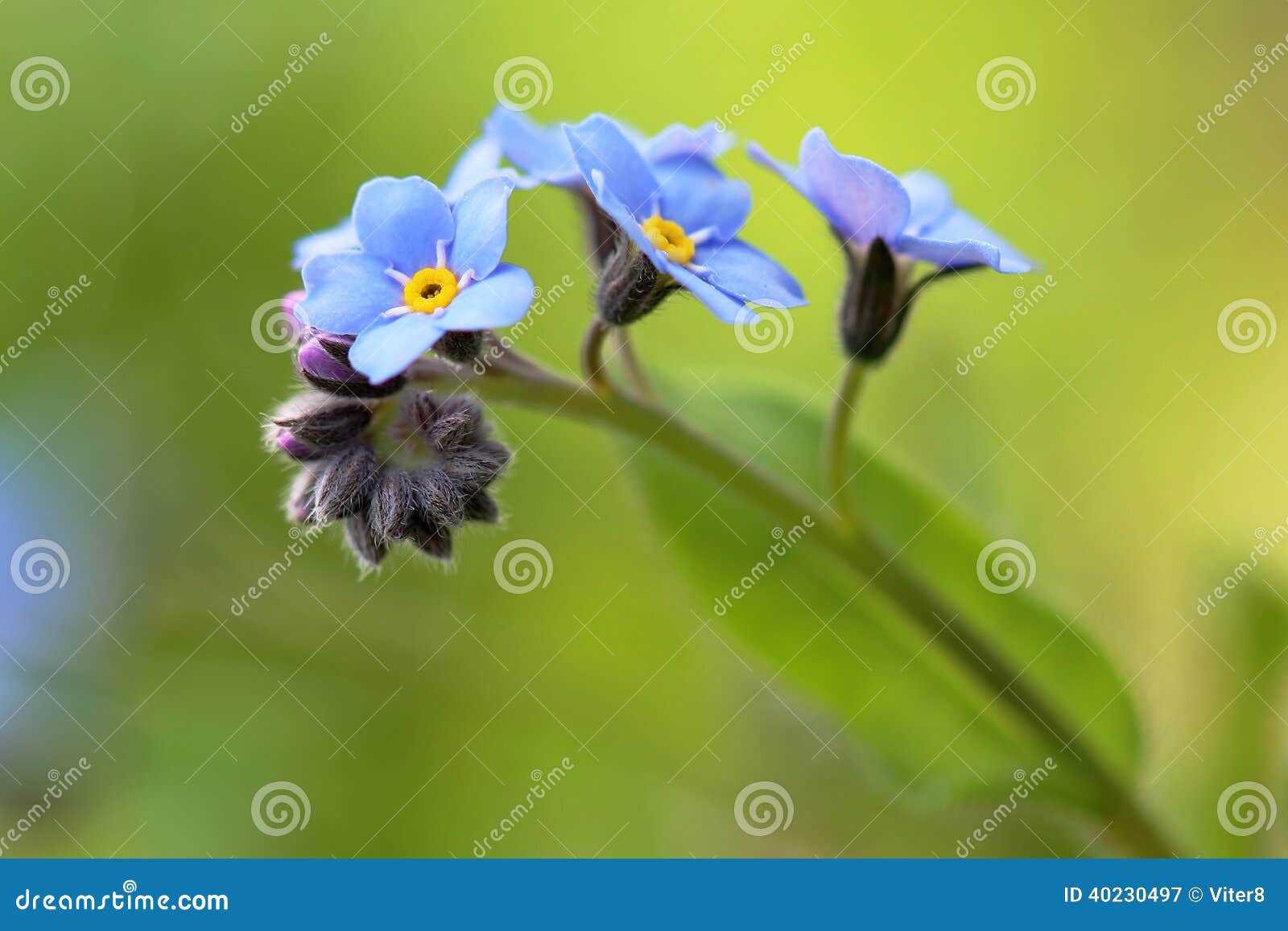 flowers stock image. Image of season, flower 40230497