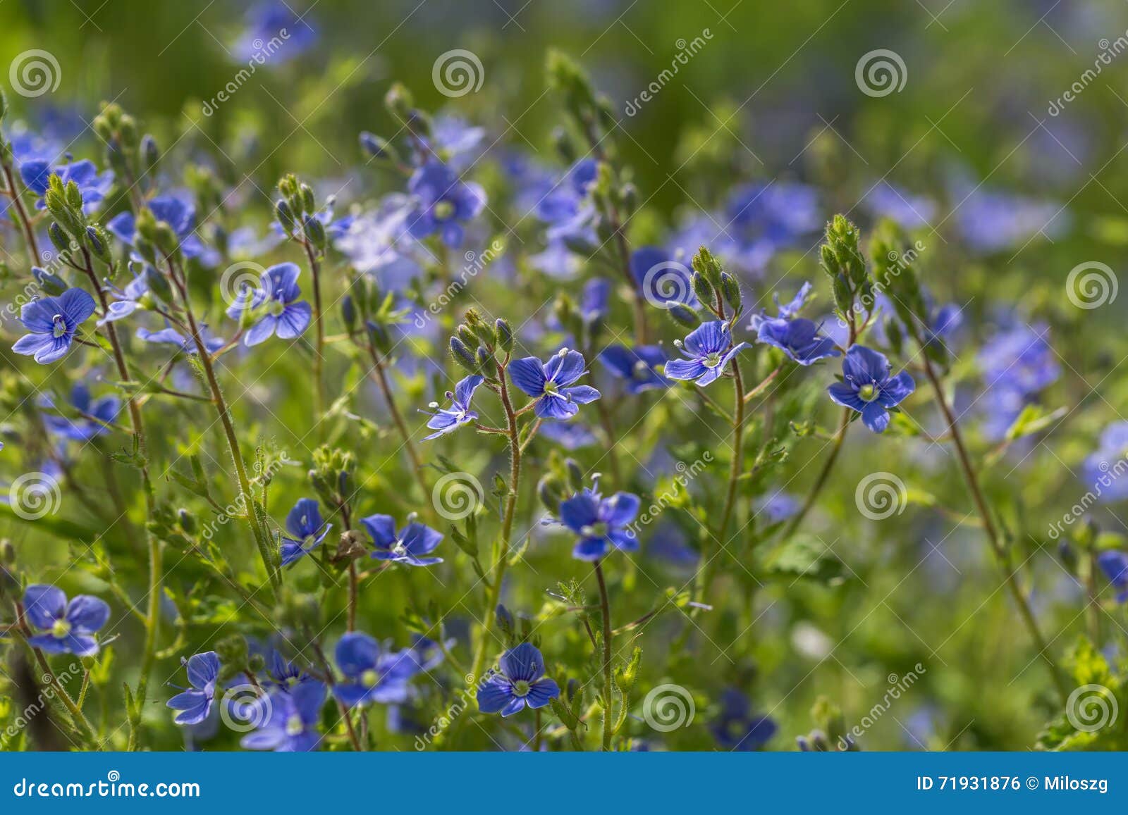 Me Nots Flowers in Close Up Stock Photo Image of detail