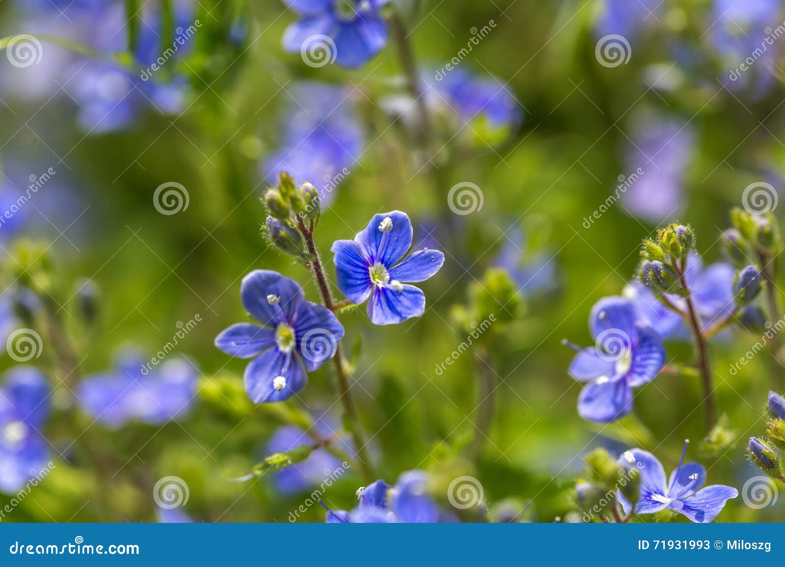 Me Nots Flowers in Close Up Stock Image Image of delicate
