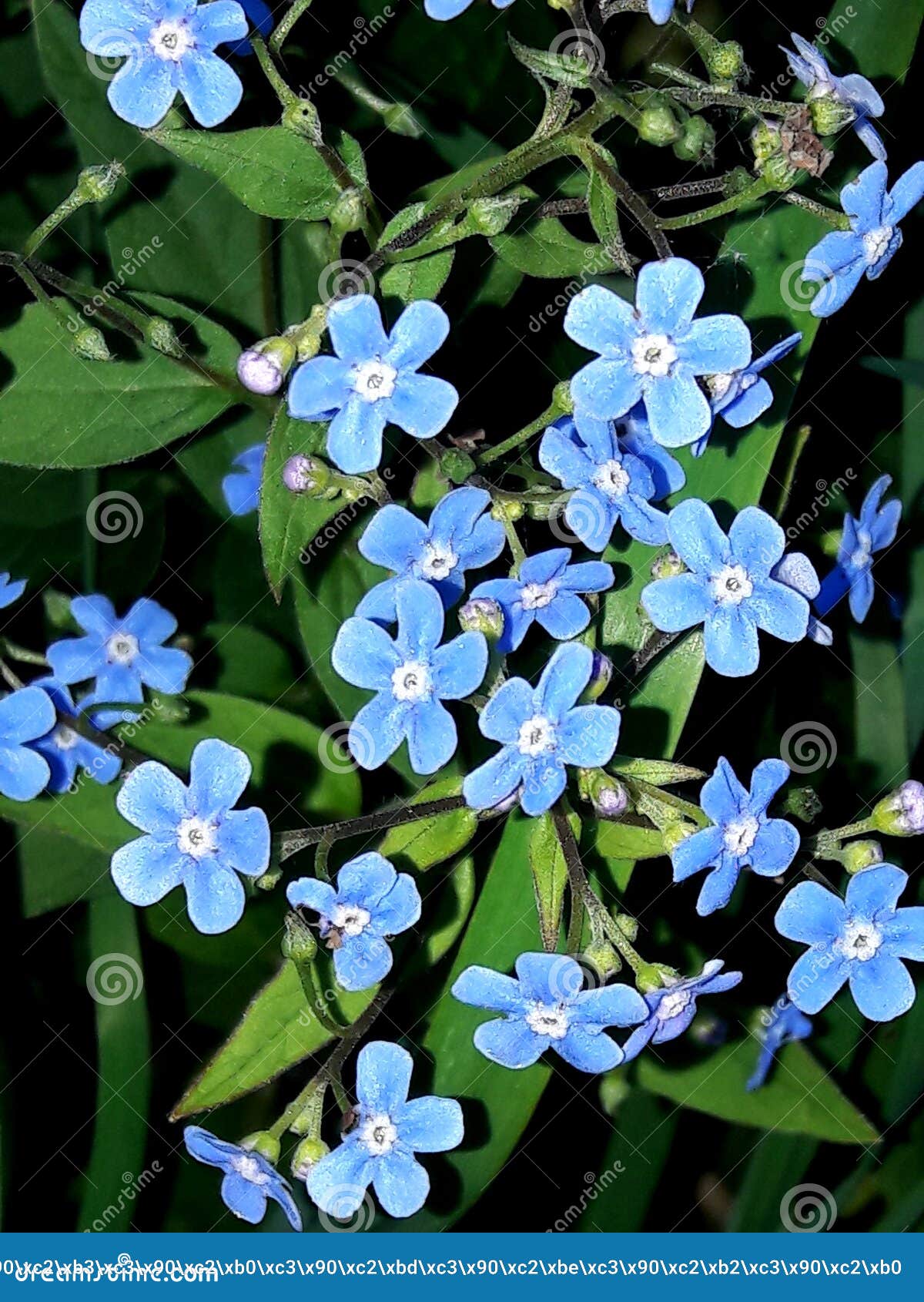 Forget-Me-Not Flowers: Their Meaning and Symbolism