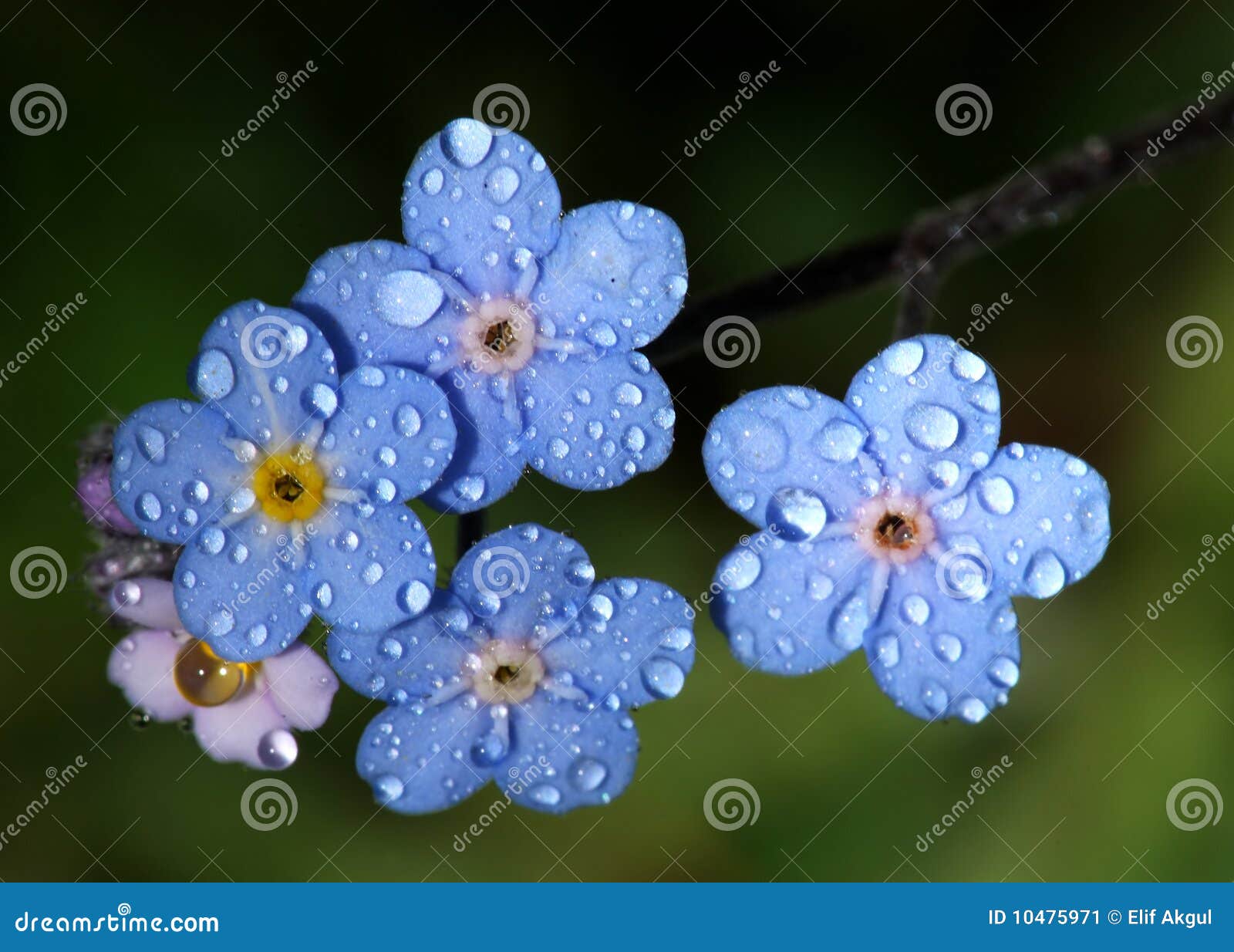 forget-me-nots with raindrops