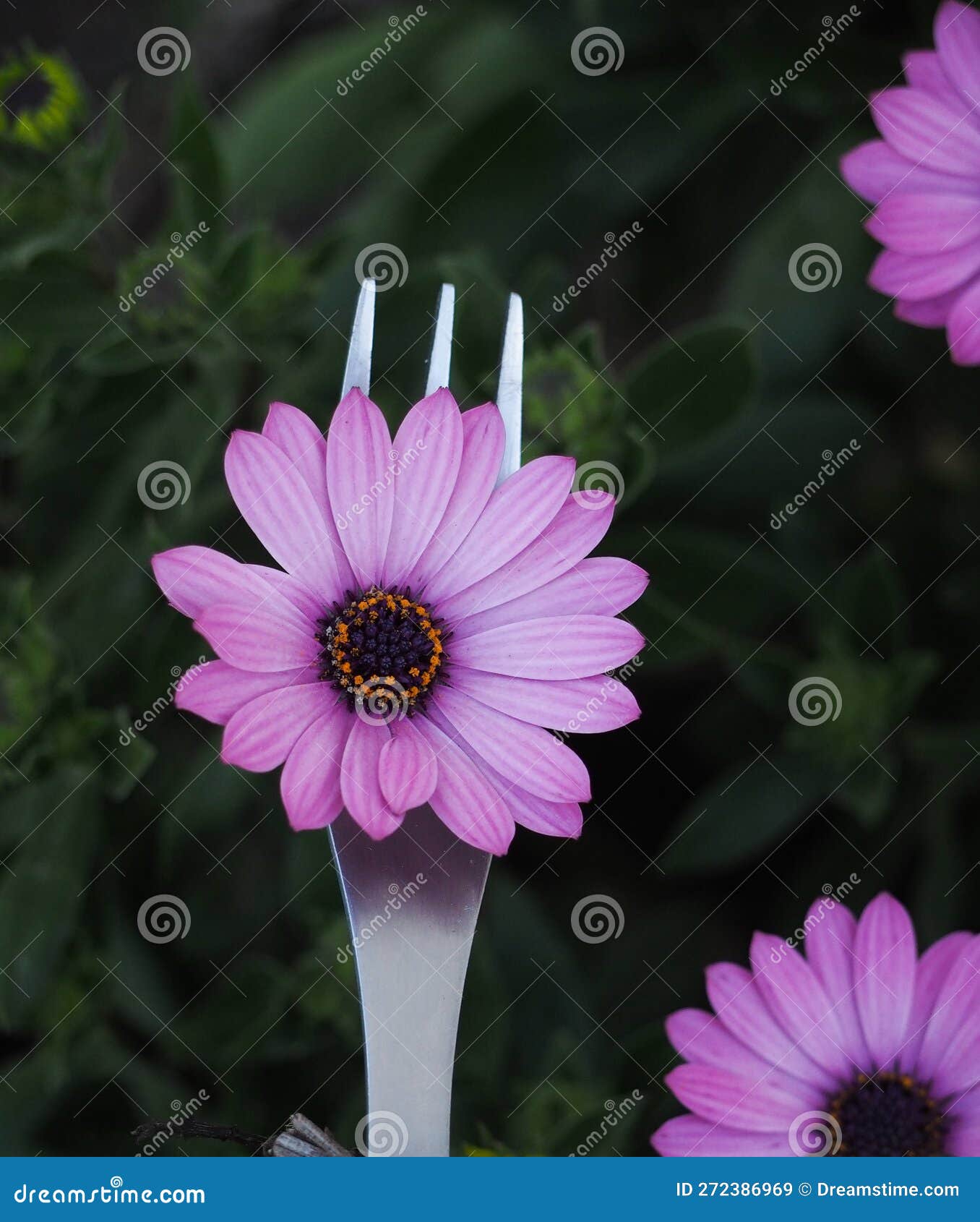 Fork with a Purple Daisy Flower Stock Image Image of petal, fork