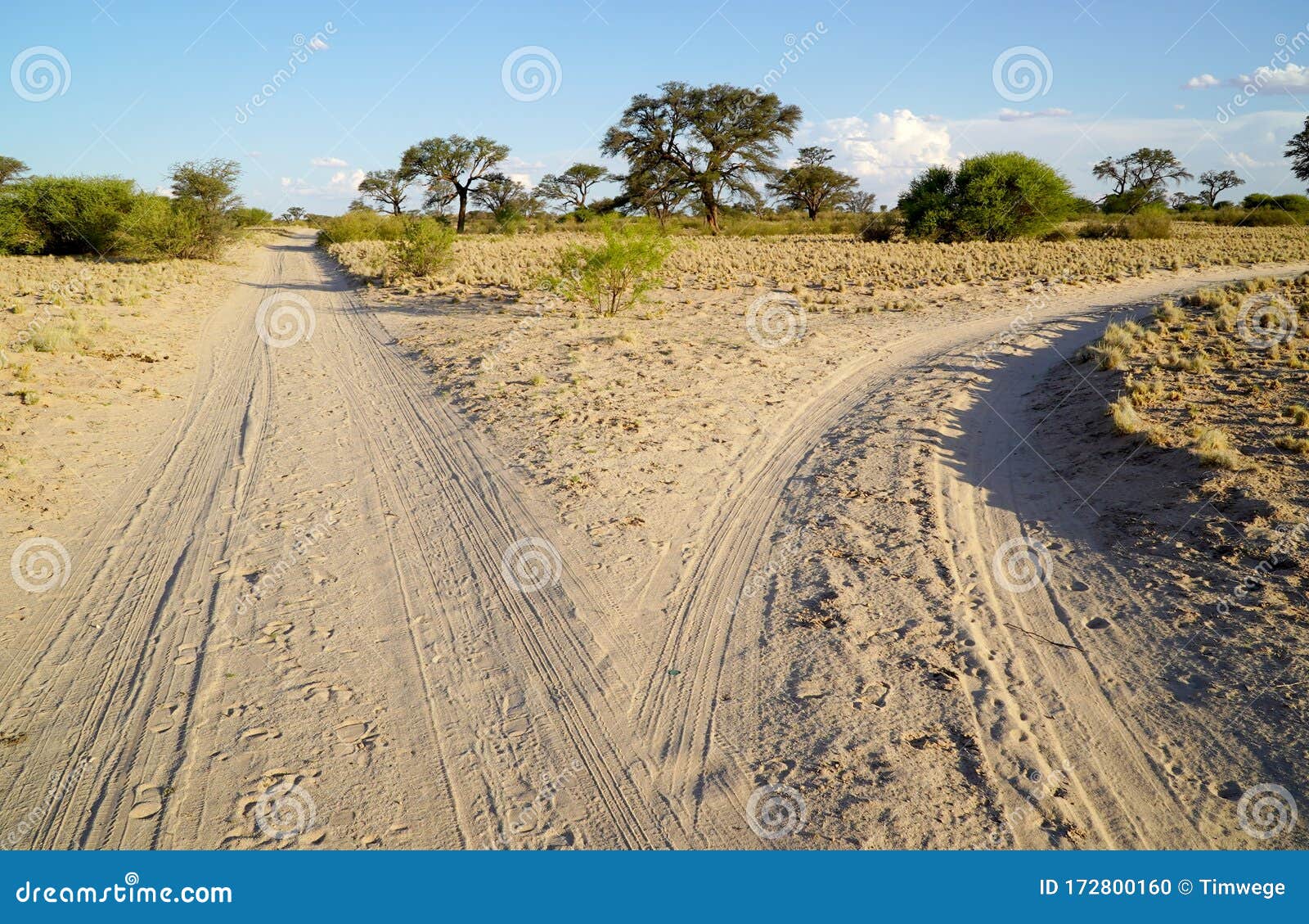 A Fork in the Road in a Savannah Landscape Stock Photo Image of