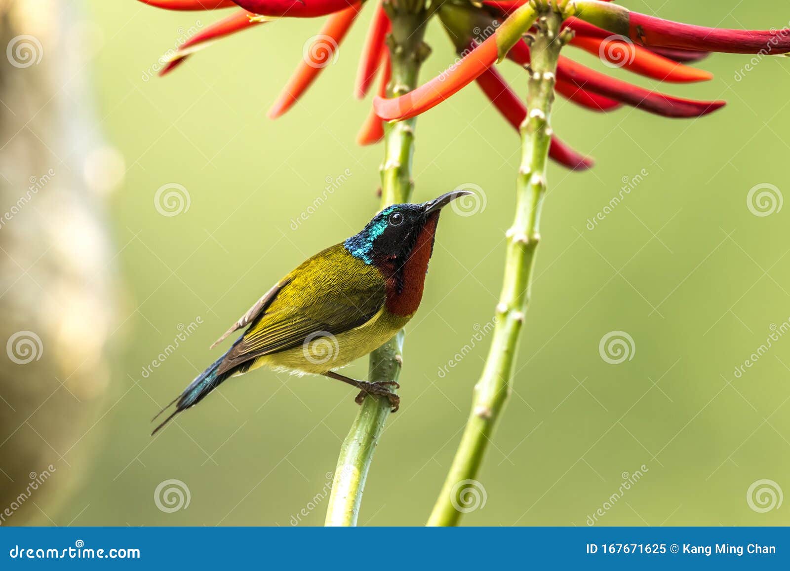 Fork Tailed Sunbird Formal Name: Aethopyga Christinae, Male Stock Image ...