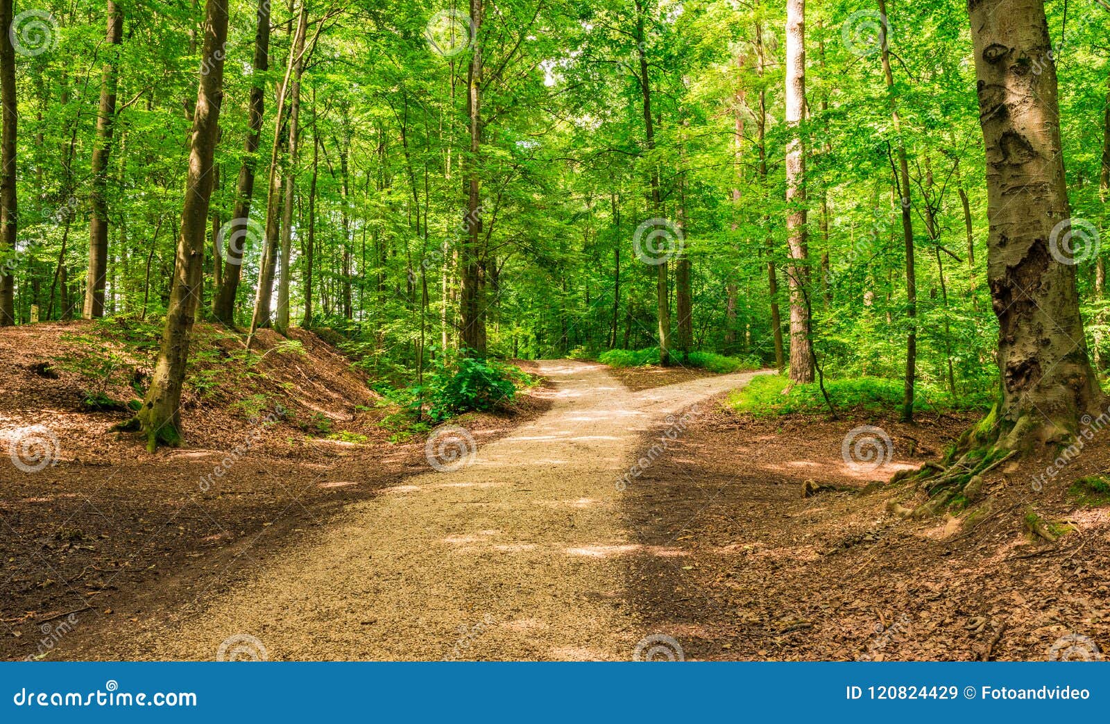 forked roads in green forest