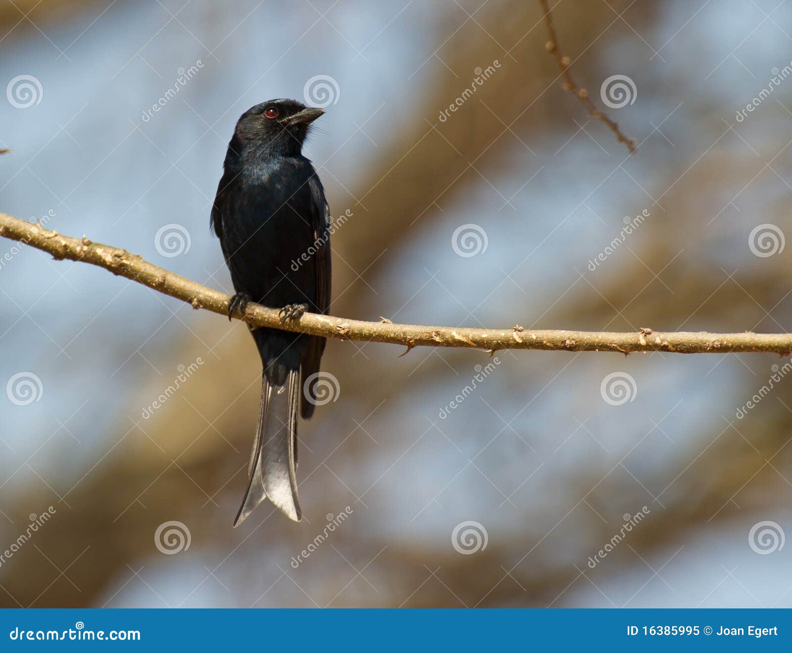 a forked-tailed drongo