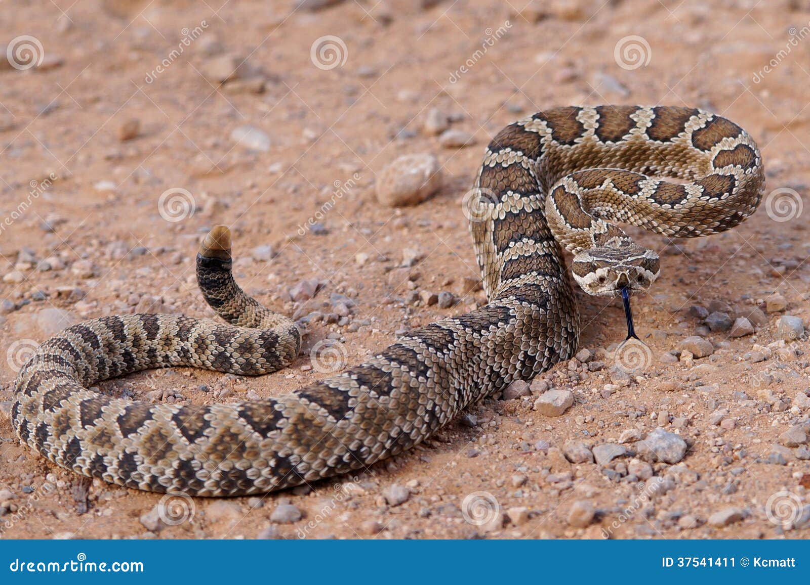 forked tongue of a rattlesnake, crotalus oreganus lutosus
