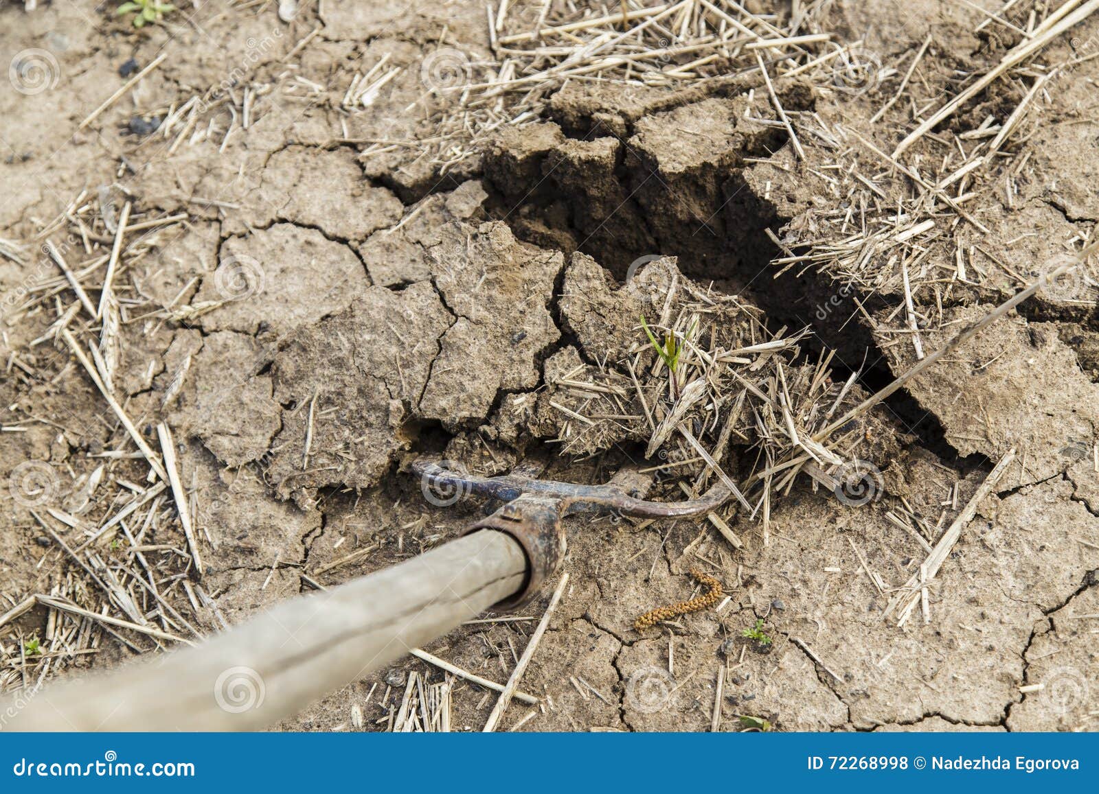 Forks in the ground stock photo. Image of foliage, concept 72268998