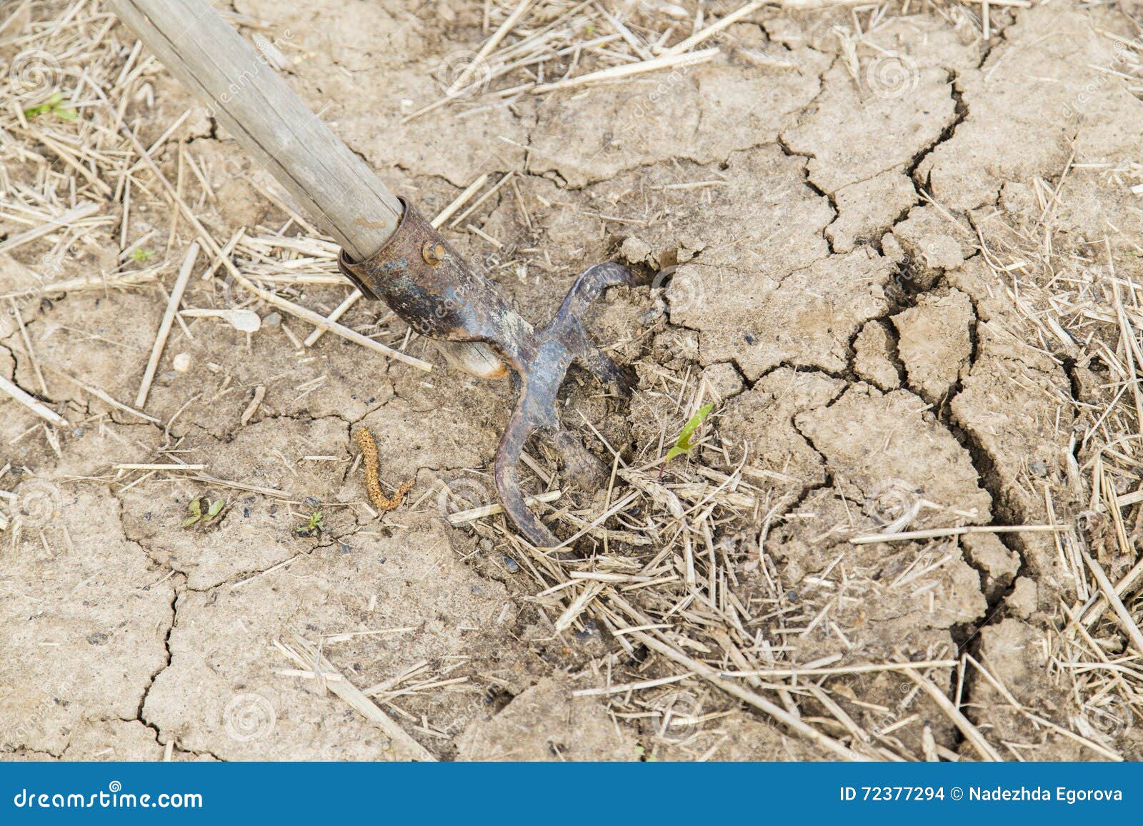 Forks in the ground stock photo. Image of foliage, compost 72377294