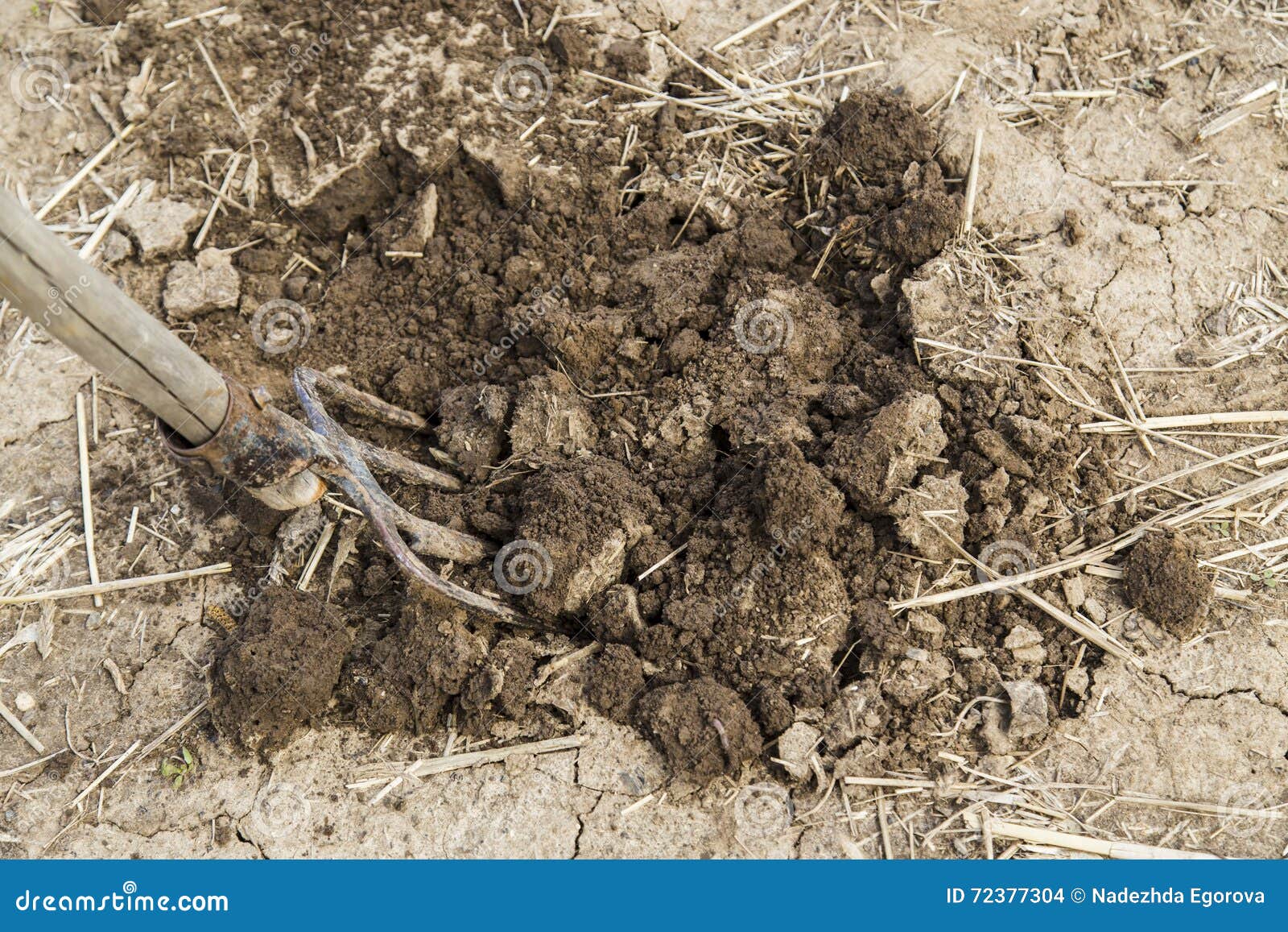 Forks in the ground stock photo. Image of communal, cultivated 72377304