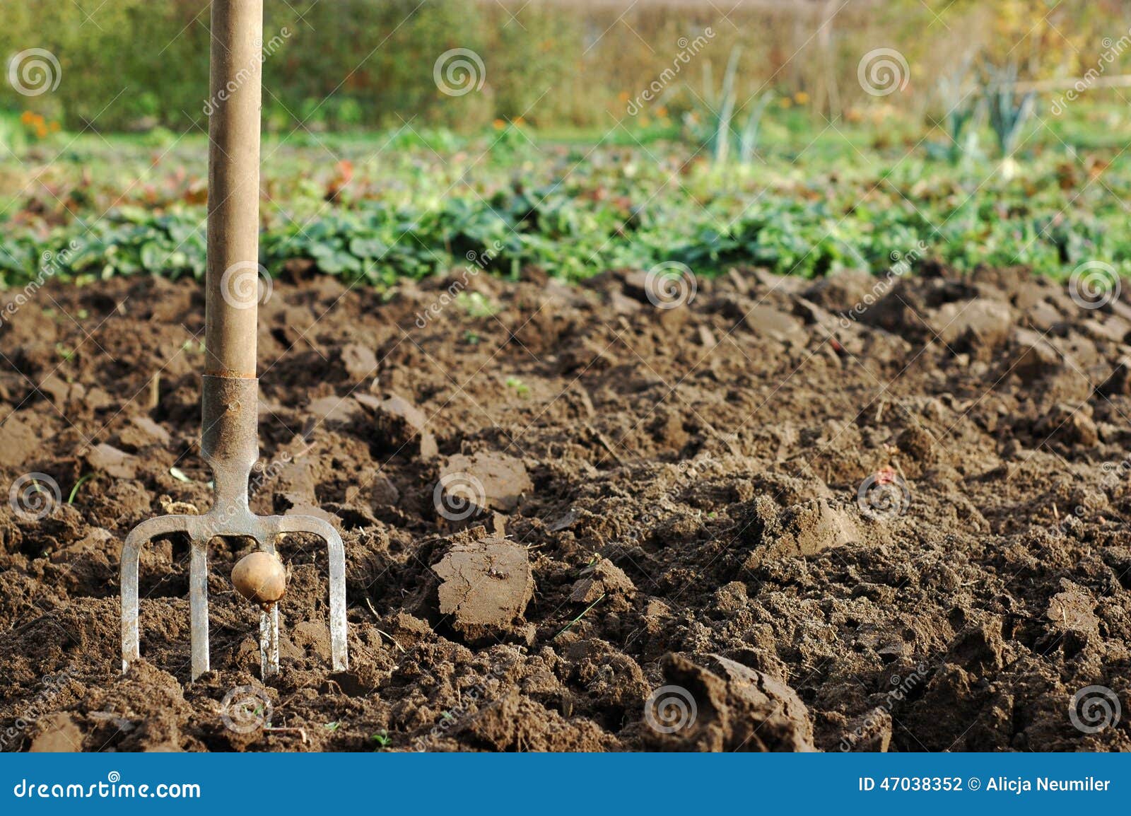 Forks in the ground stock photo. Image of gardening, dirt 47038352