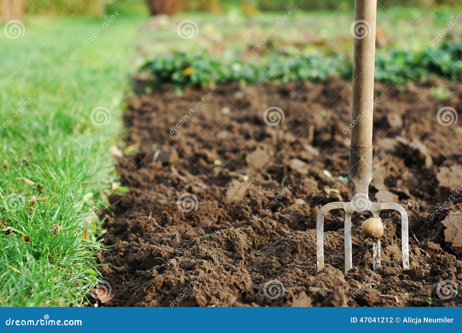 Forks in the ground stock photo. Image of pushing, flower 47041212