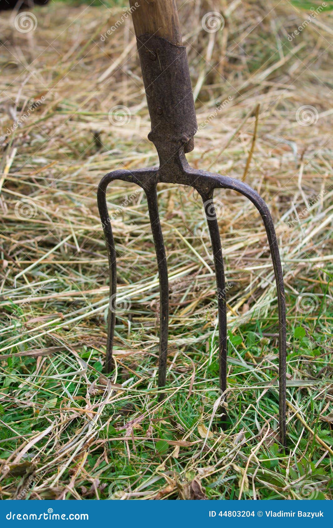 Forks and hay stock photo. Image of agriculture, crop 44803204