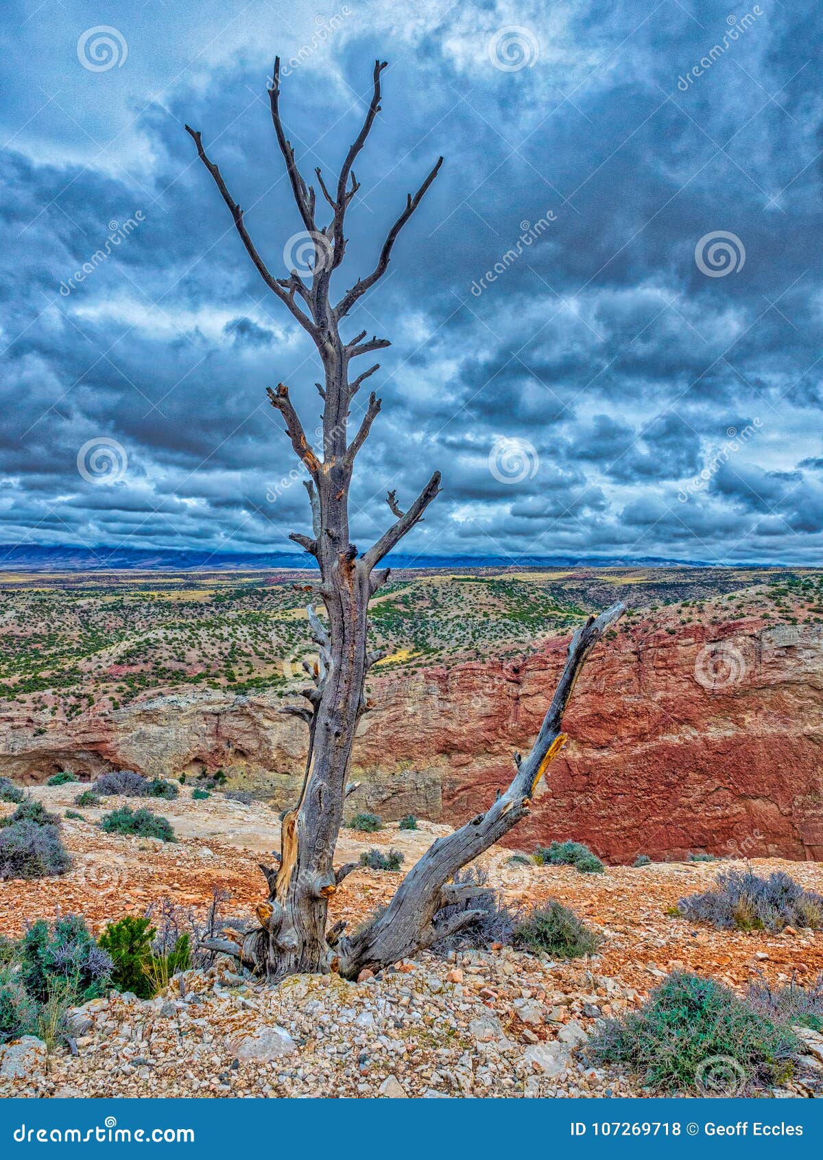 The lost and lonely tree stock photo. Image of overlook - 107269718