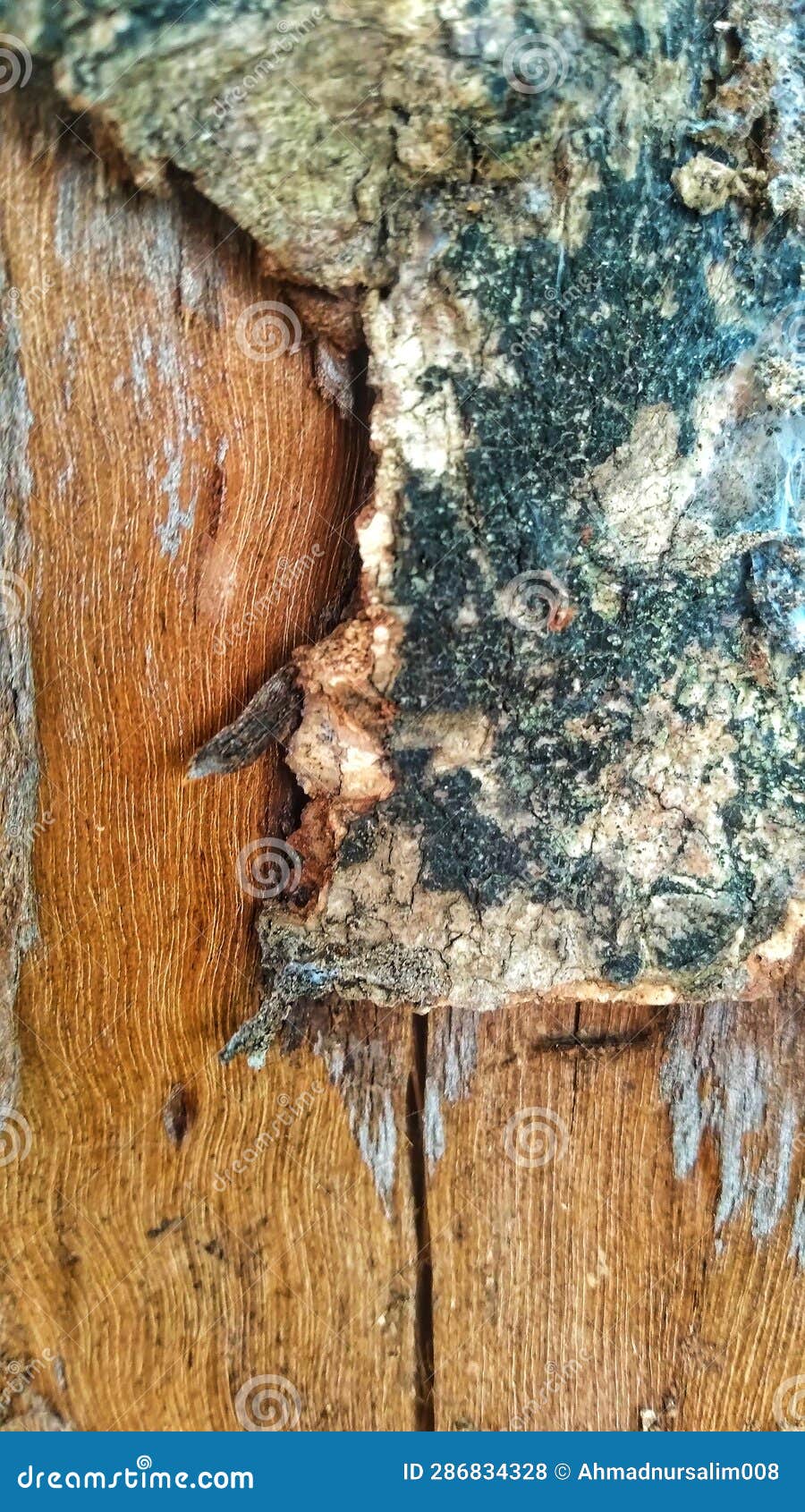 The Form of Bark that is Cracked and Brittle Due To Sun Weather Stock